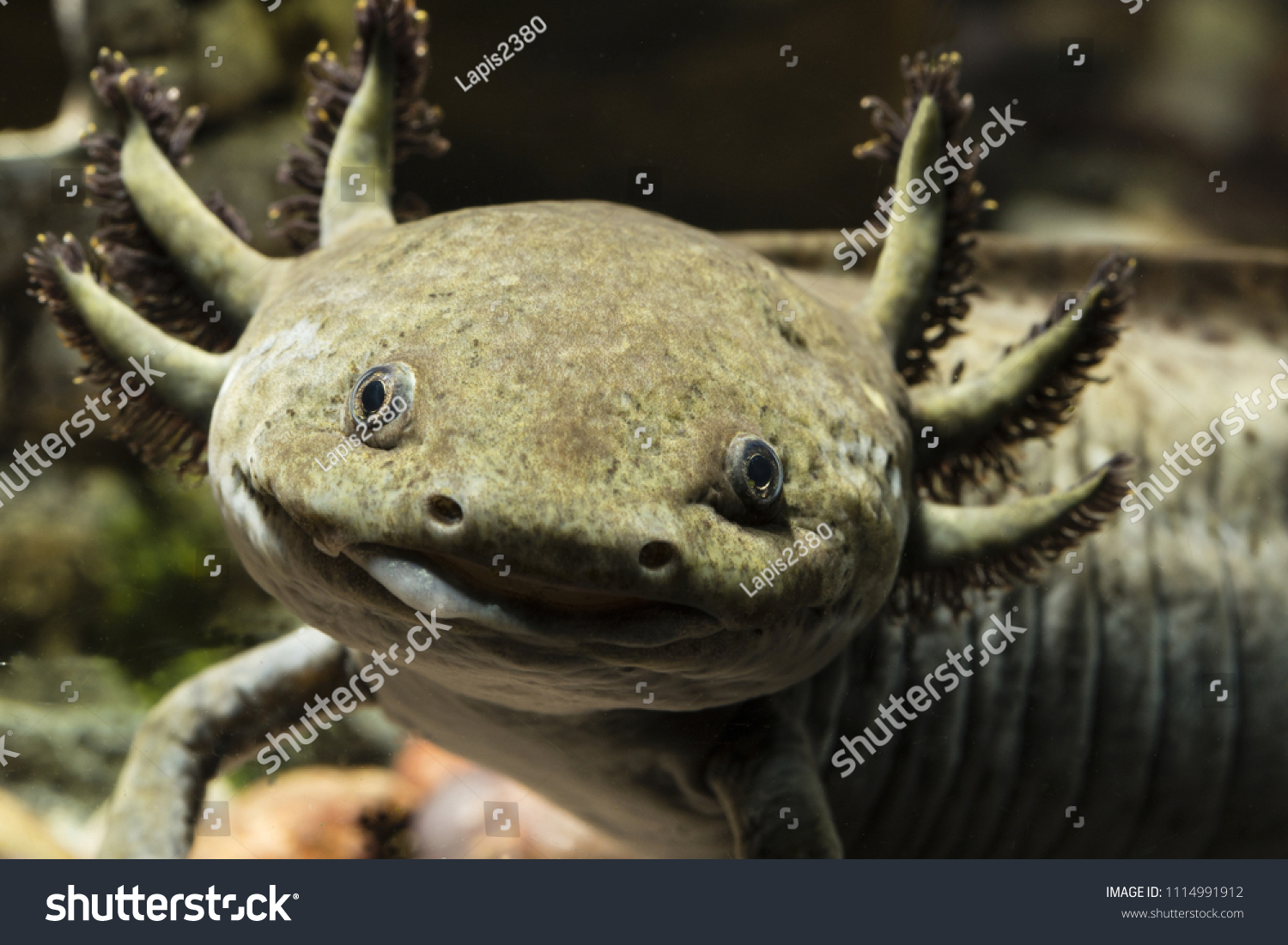 Looking Smiling Axolotl Stock Photo Edit Now