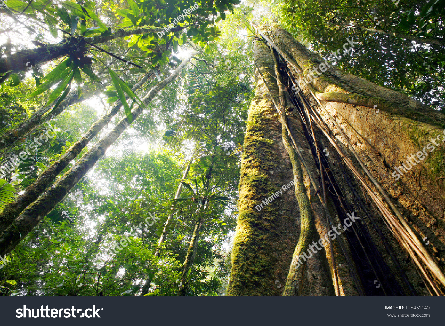 Looking Trunk Giant Rainforest Tree Canopy Stock Photo (Edit Now) 128451140