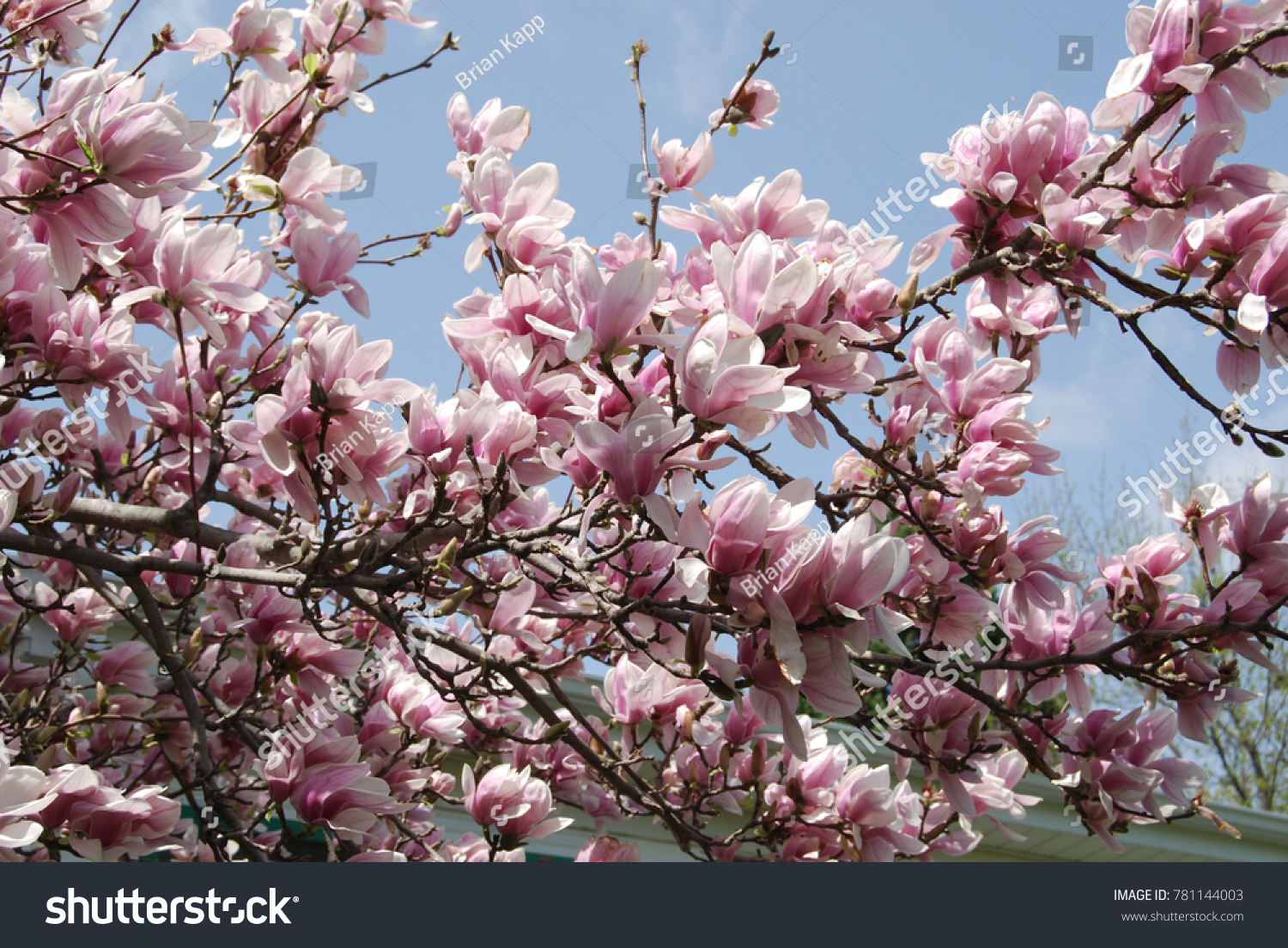 Looking Through Branches Blossoms Magnolia Tree Stock Photo Edit Now 781144003