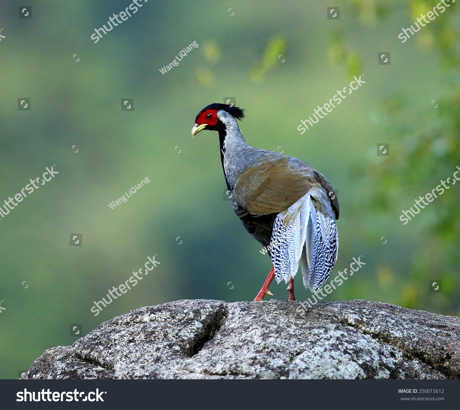 Lophura Nycthemera Stock Photo 250015612 Shutterstock