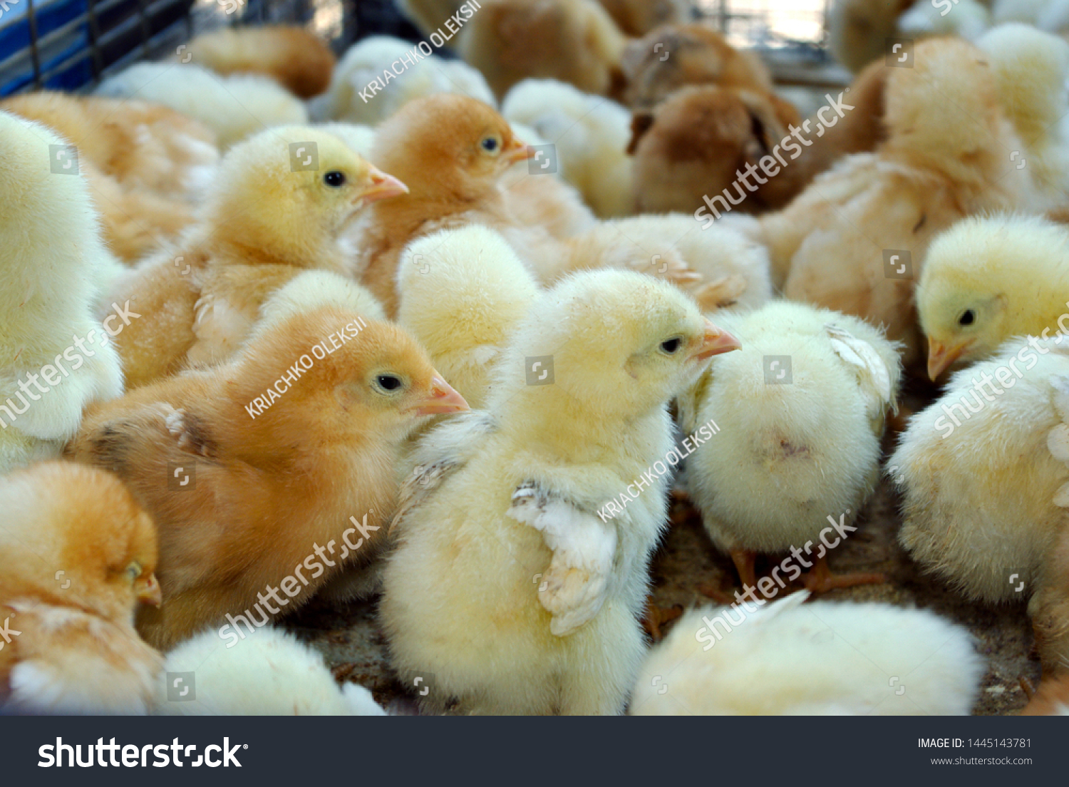 Lots Of Chicks