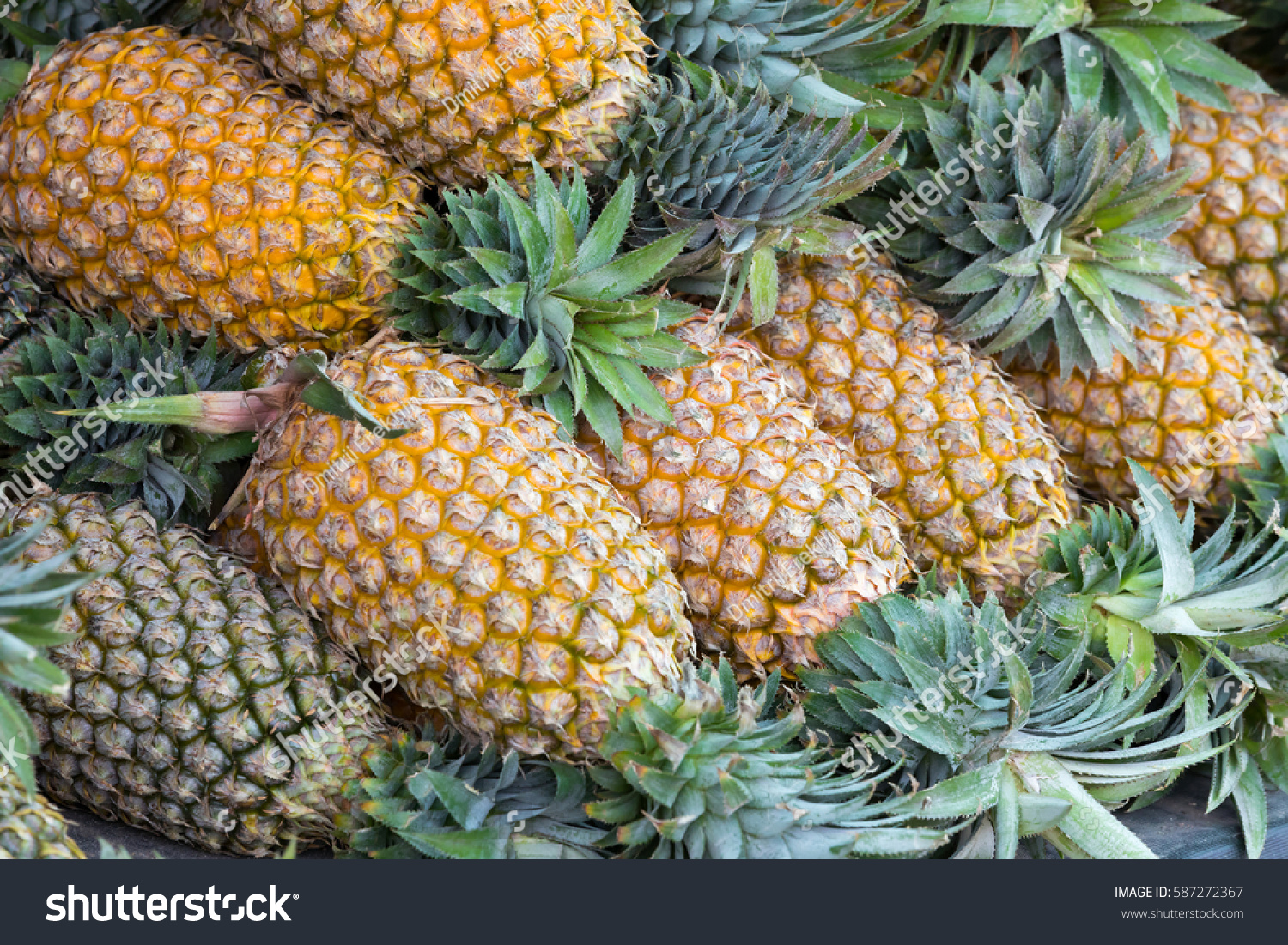 Lots Ripe Yellow Pineapples Stok Fotoğrafı 587272367 Shutterstock