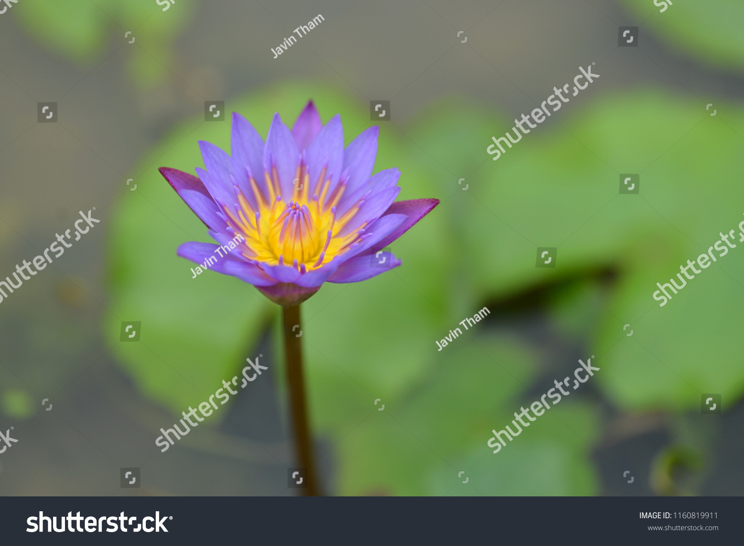 Lotus penang