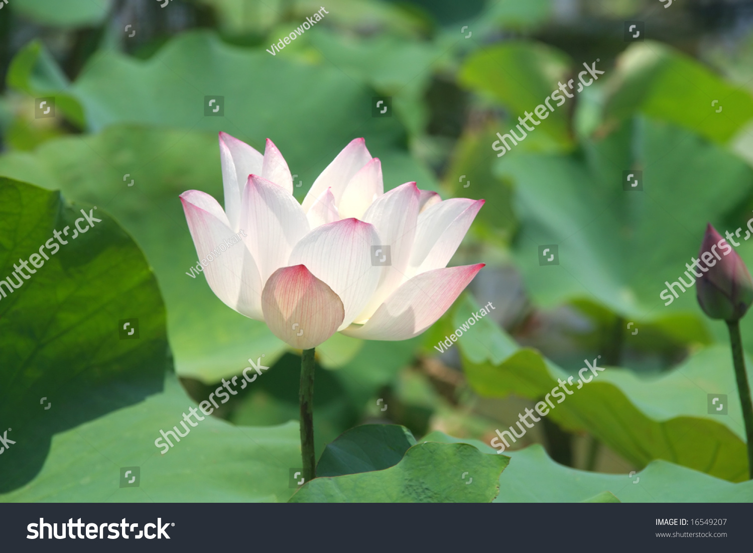 Lotus Flower In An Asian Garden Stock Photo 16549207 : Shutterstock