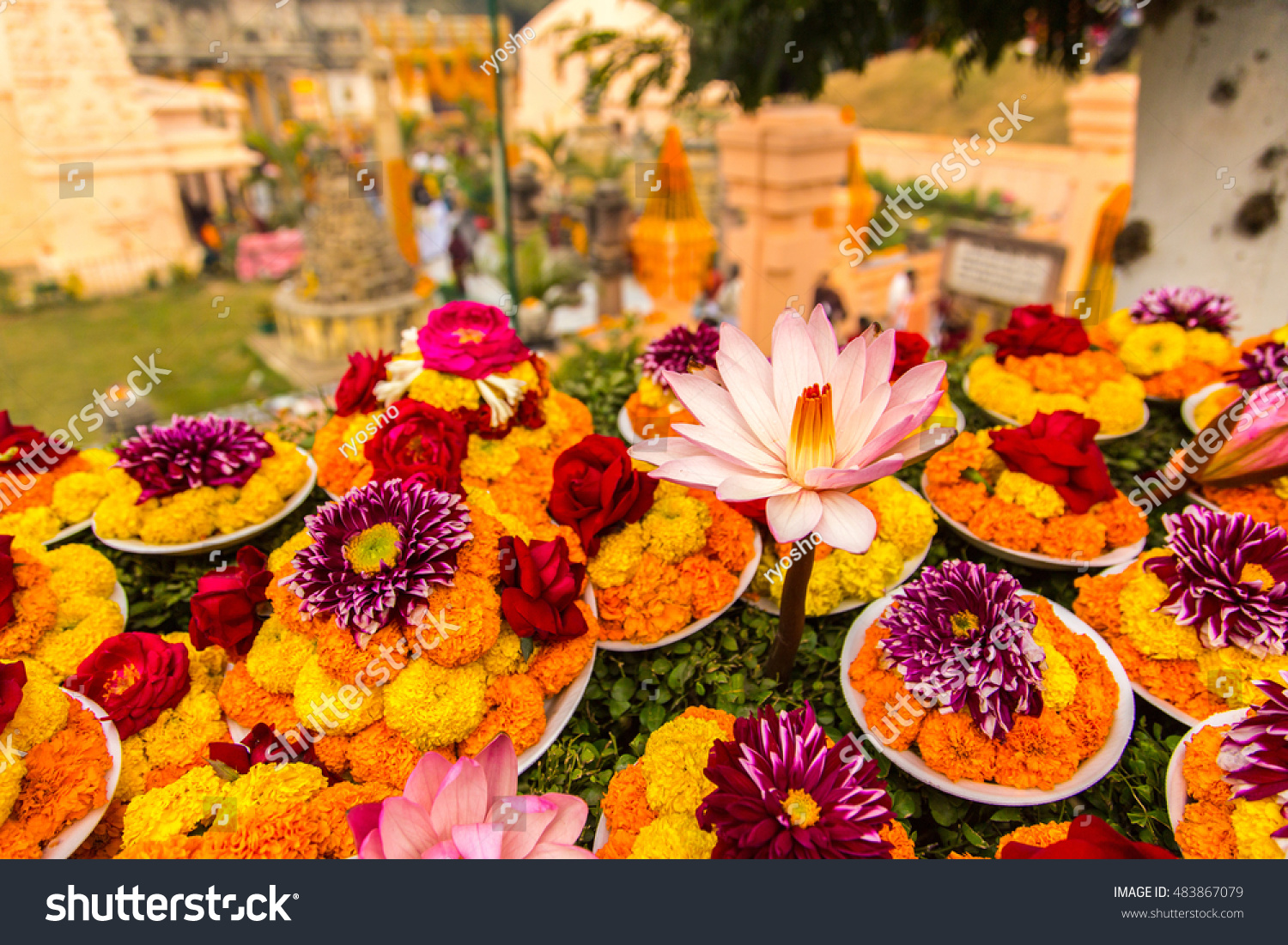 Lotus Flower Bodhgaya Mahabodhi Temple Stock Photo 483867079 | Shutterstock