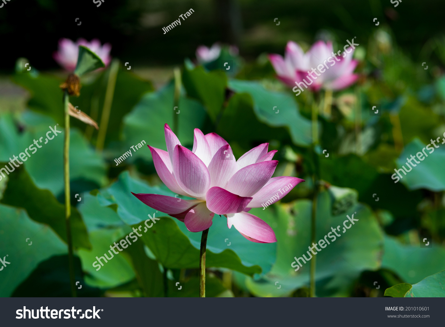 Lotus Flower In Vietnam Stock Photo 201010601 : Shutterstock