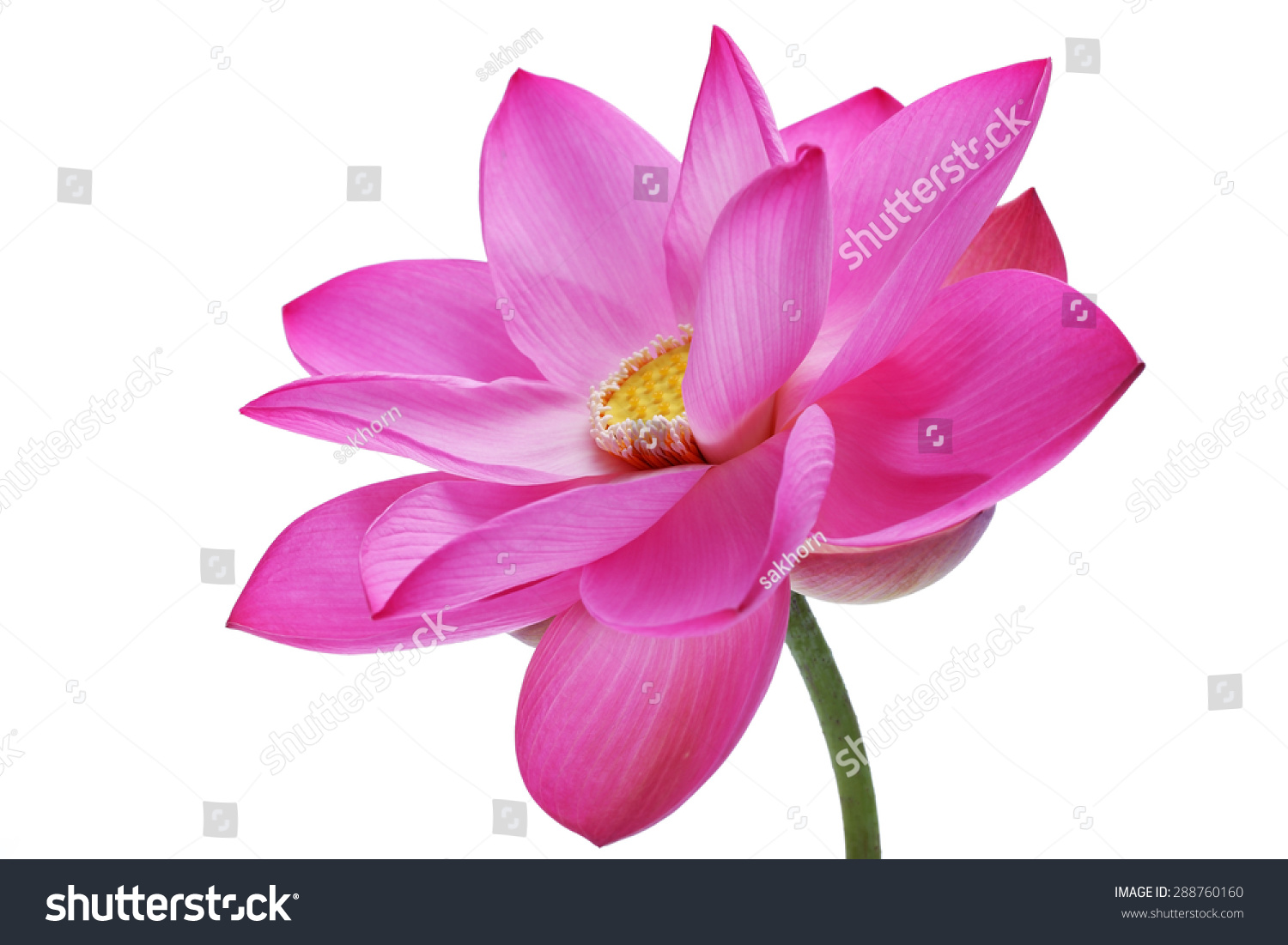 Lotus Flower Isolated On White Background. Stock Photo 288760160 ...