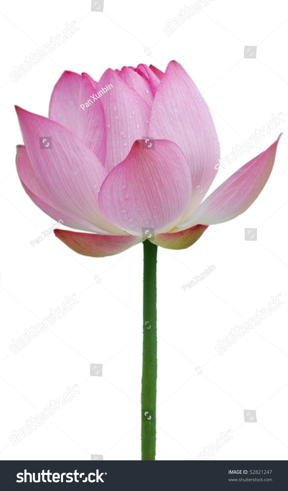 Lotus Flower Isolated On White Background Stock Photo 52821247 ...