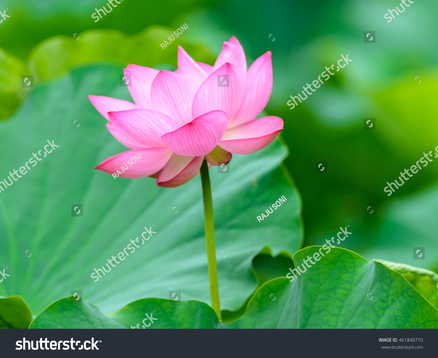 lotus flower nelumbo nucifera indian lotus stock photo (edit now