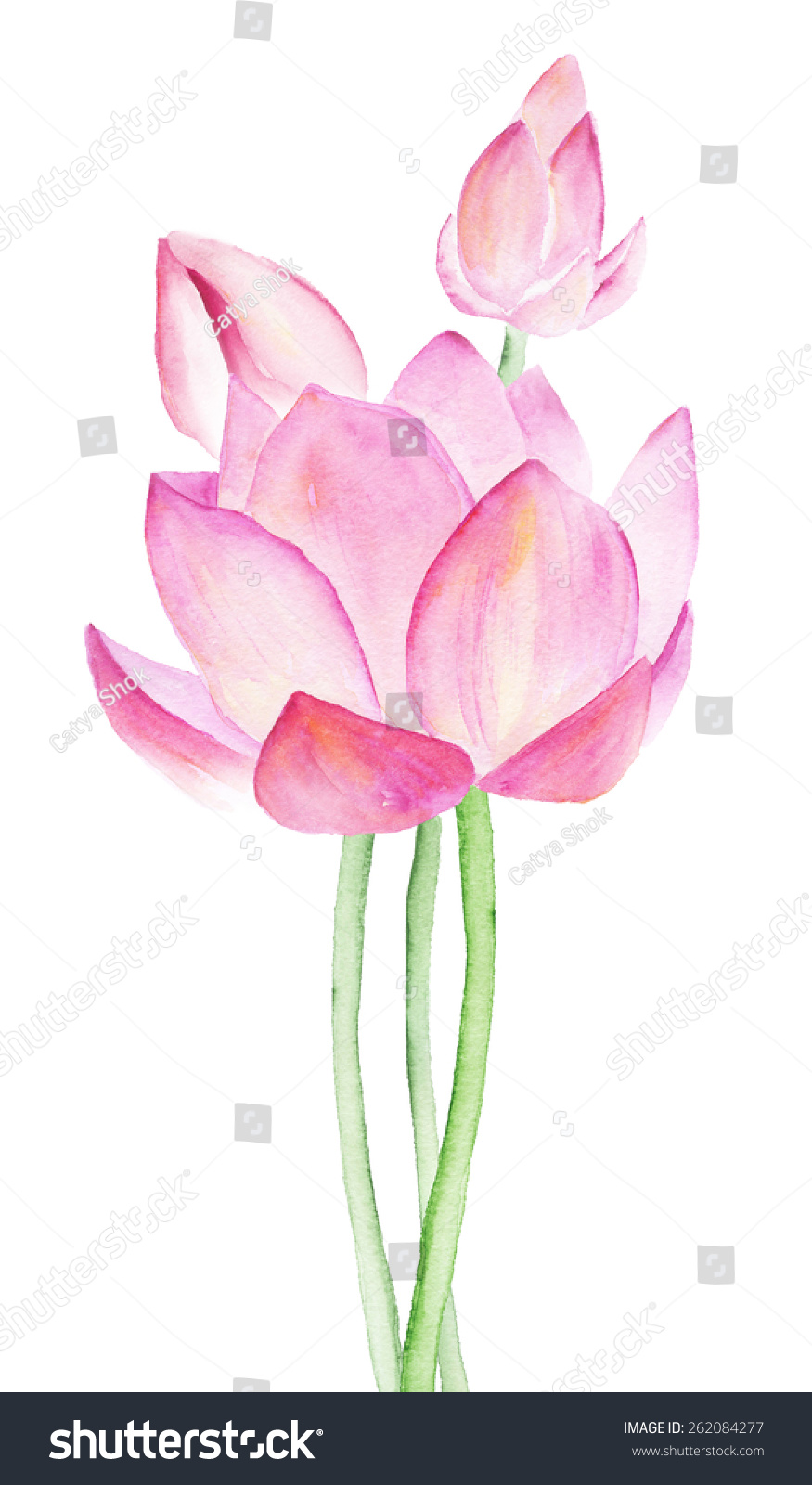 Lotus Flower Watercolor Drawing Stock Illustration 262084277 - Shutterstock