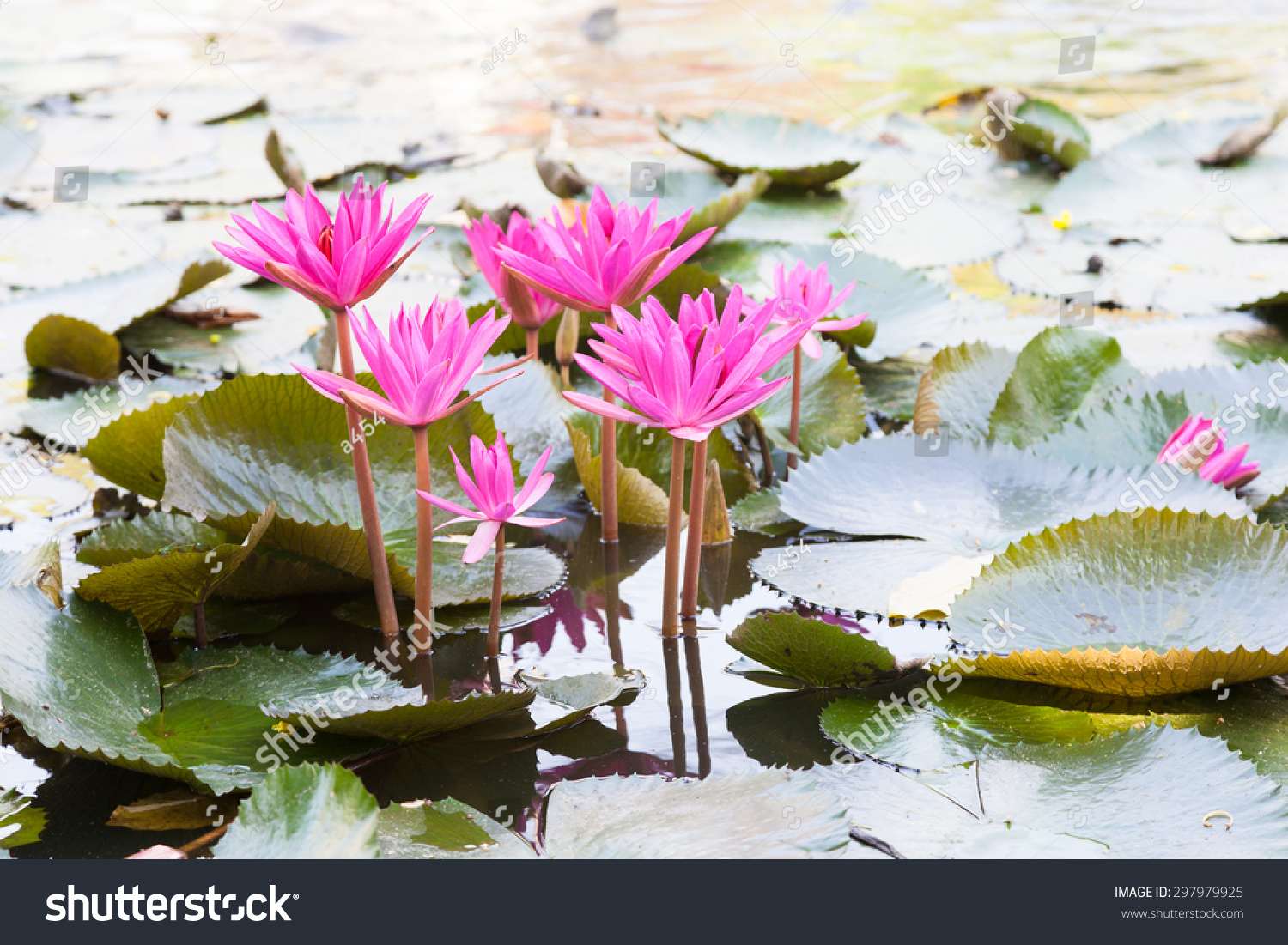 Lotus Pond Many Lotus Flowers Pond Stock Photo 297979925 - Shutterstock