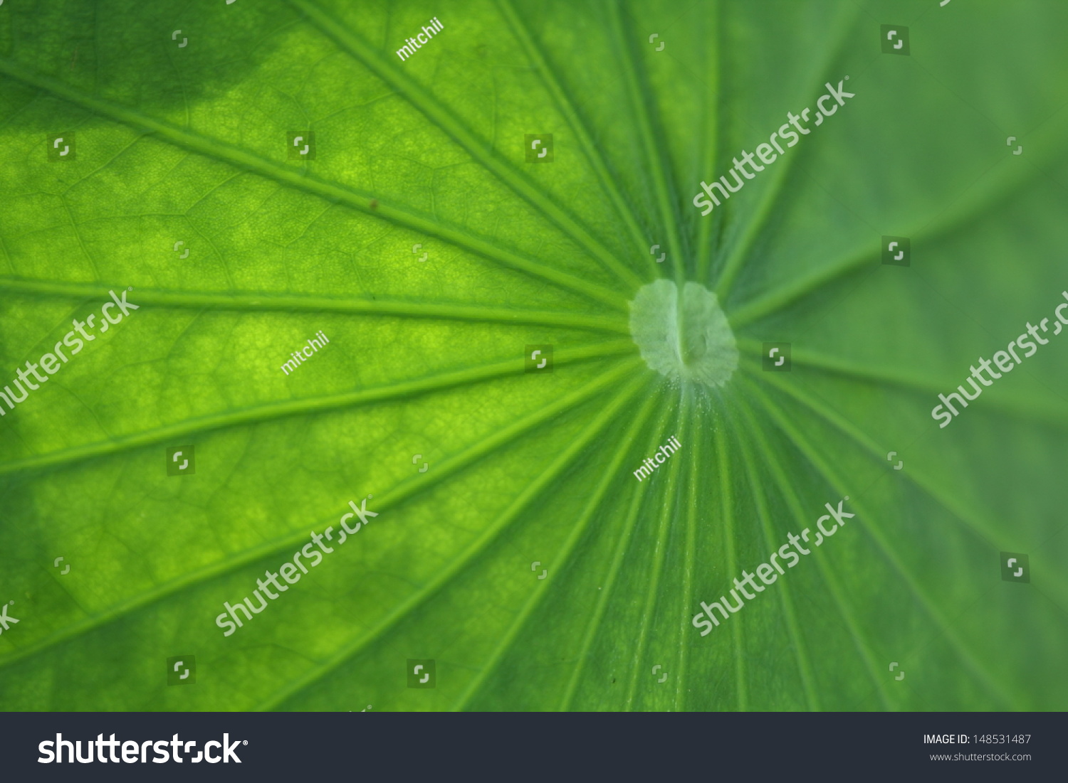 Lotus Leaf Stock Photo (Edit Now) 148531487 - Shutterstock