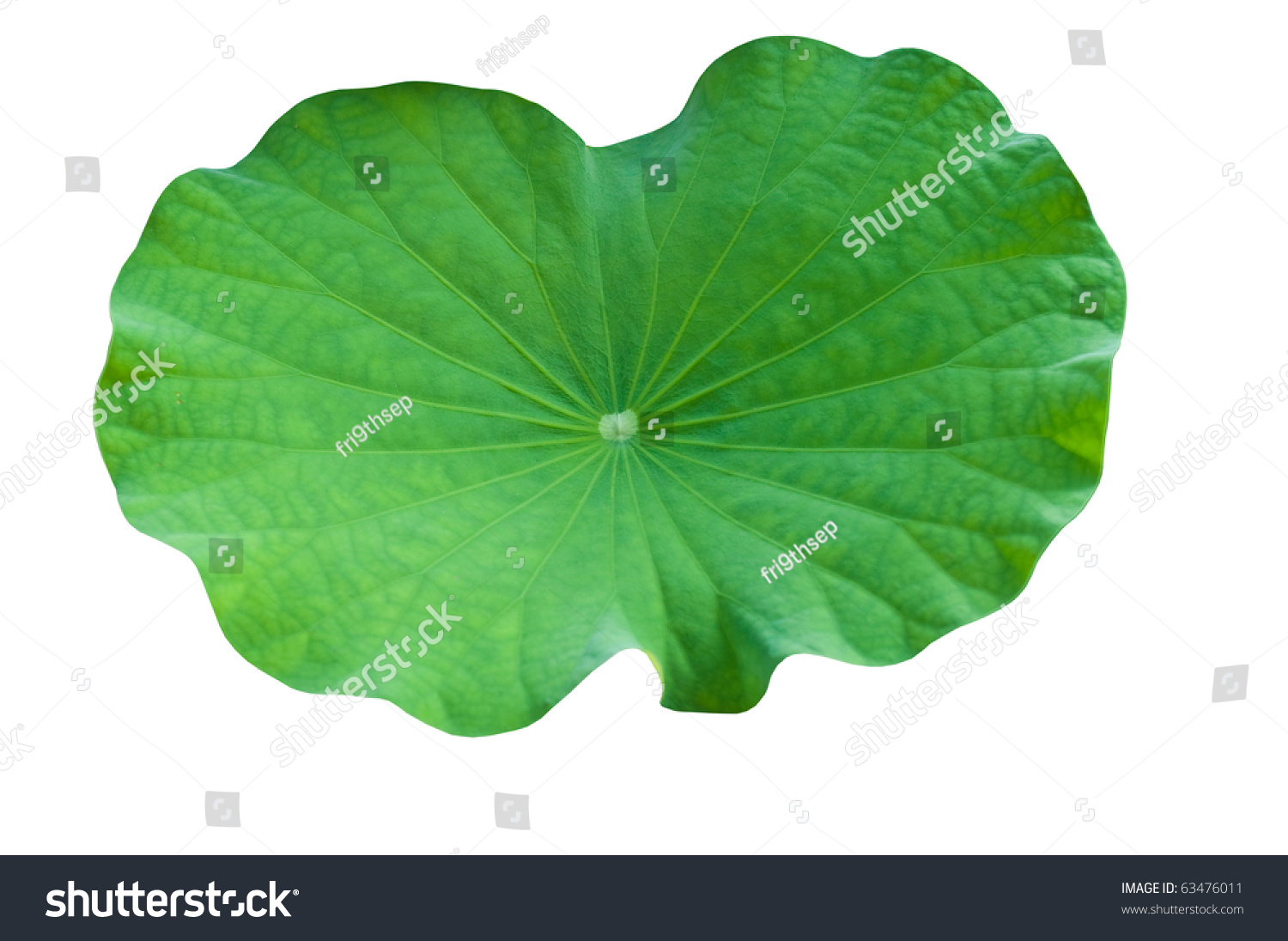 clip art lotus leaf - photo #19