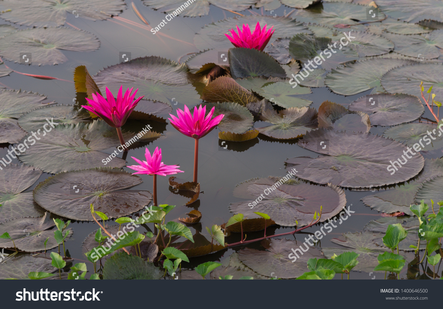 Waterlily Lotus Lake Stem Nature Sunsets