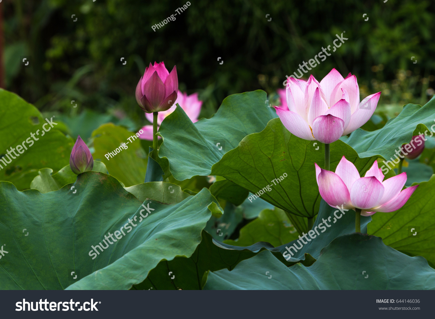 Lotus National Flower Stock Photo 644146036 | Shutterstock