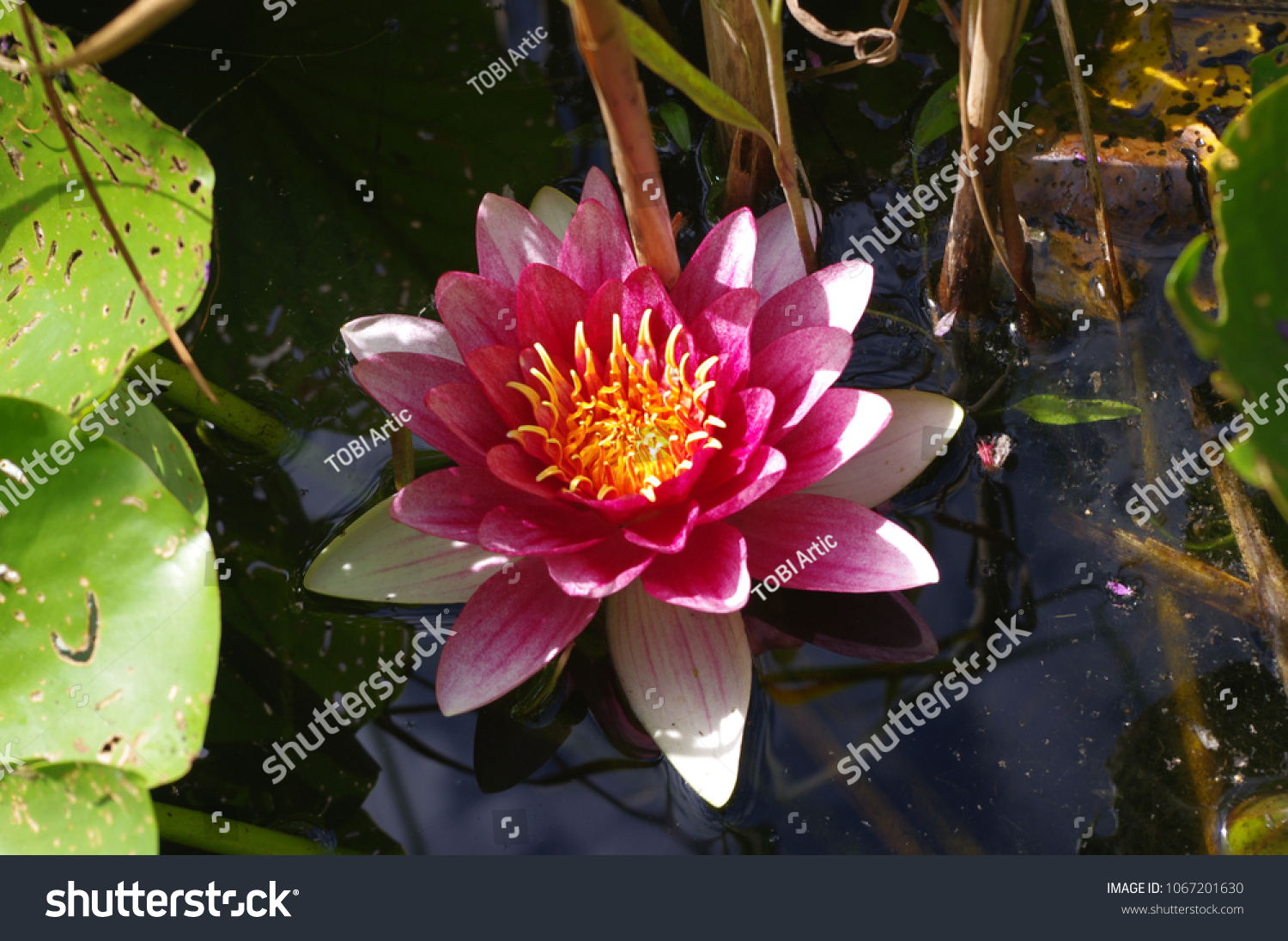 Lotus Wasserlilie Blume Seerose Teich Wasser Stock Photo Edit Now