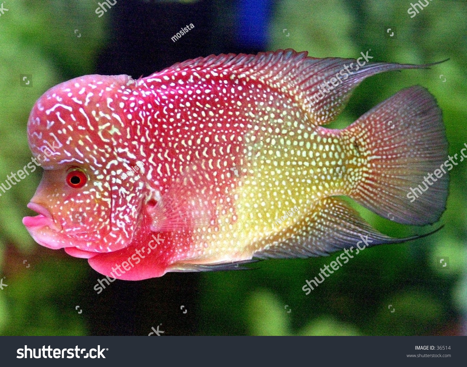  Louhan Fish  Stock Photo 36514 Shutterstock