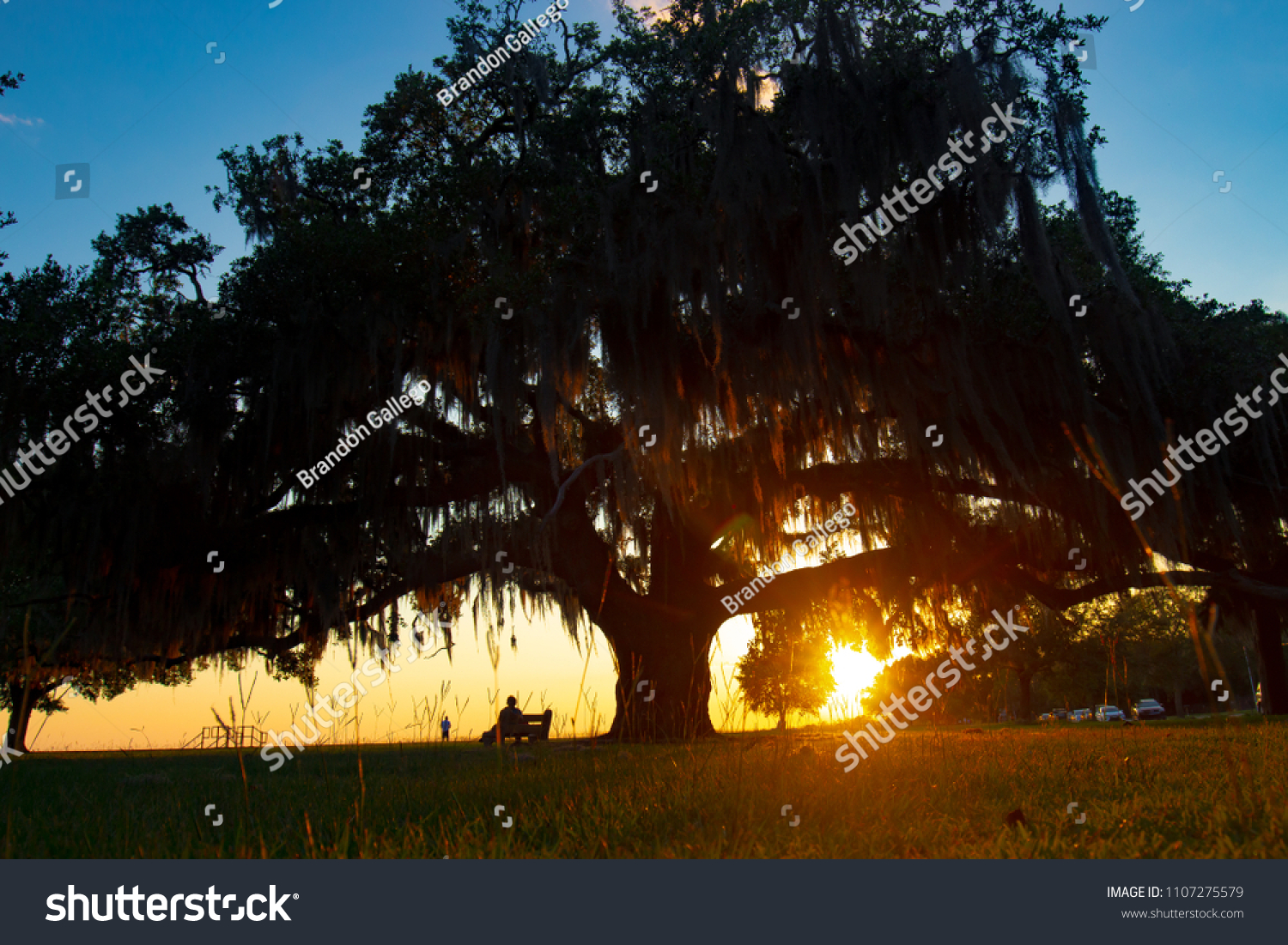 1 632 Louisiana Oak Trees Images Stock Photos Vectors Shutterstock   Stock Photo Louisiana Live Oak Tree At The Mandeville Lakefront 1107275579 