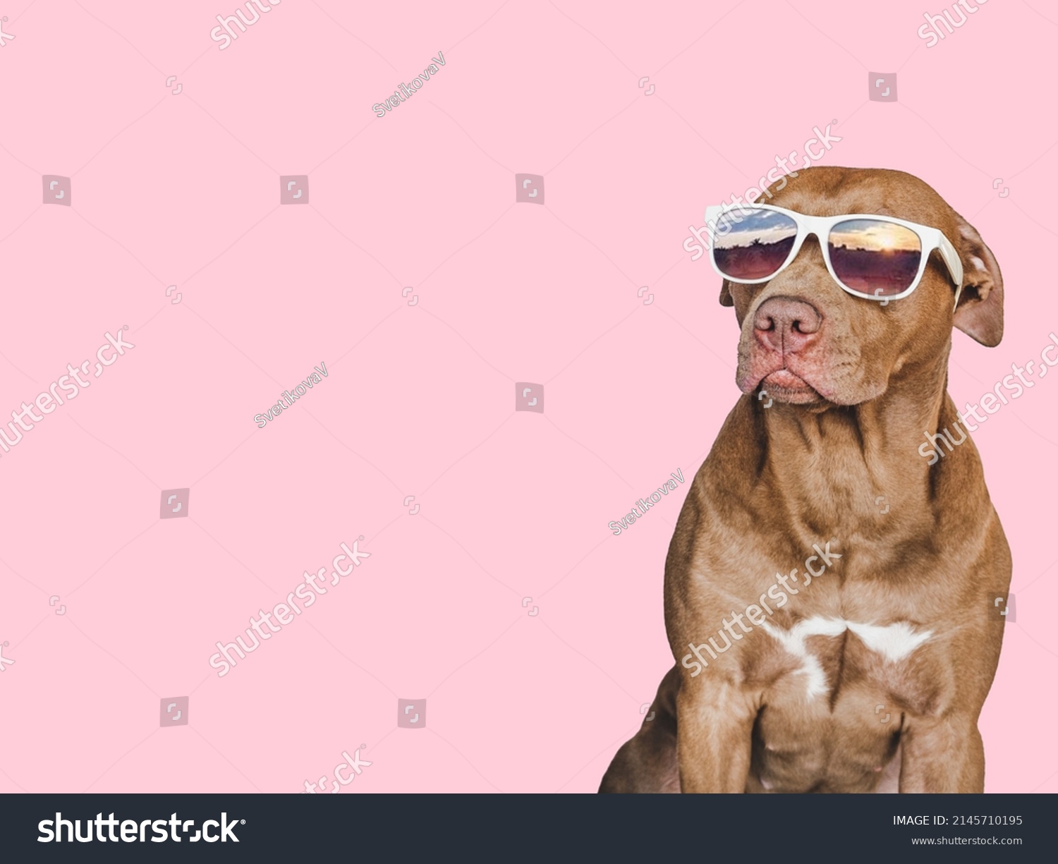 68,007 imágenes de Perro con gafas - Imágenes, fotos y vectores de