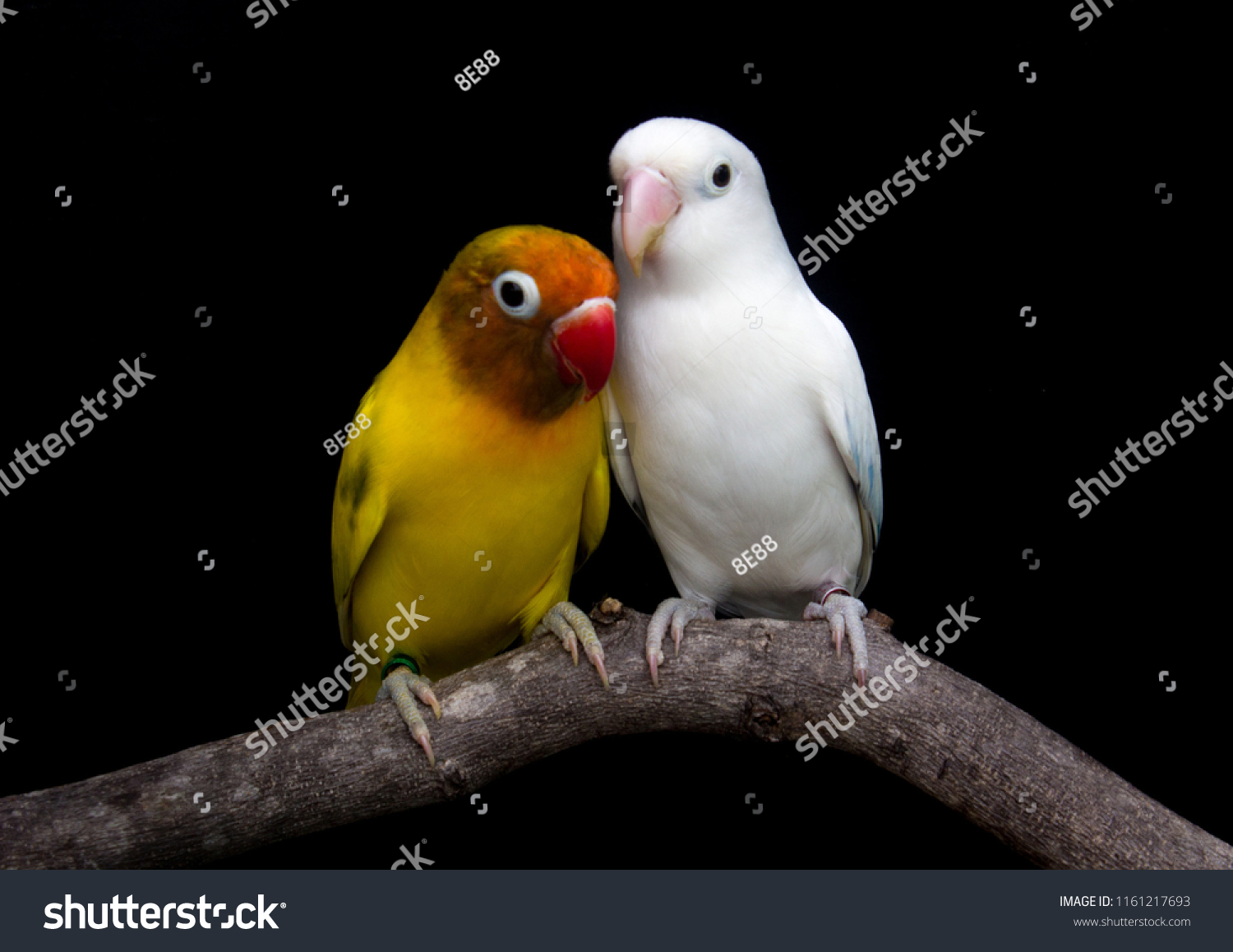 Love Bird Parrot Bird Stock Photo Edit Now