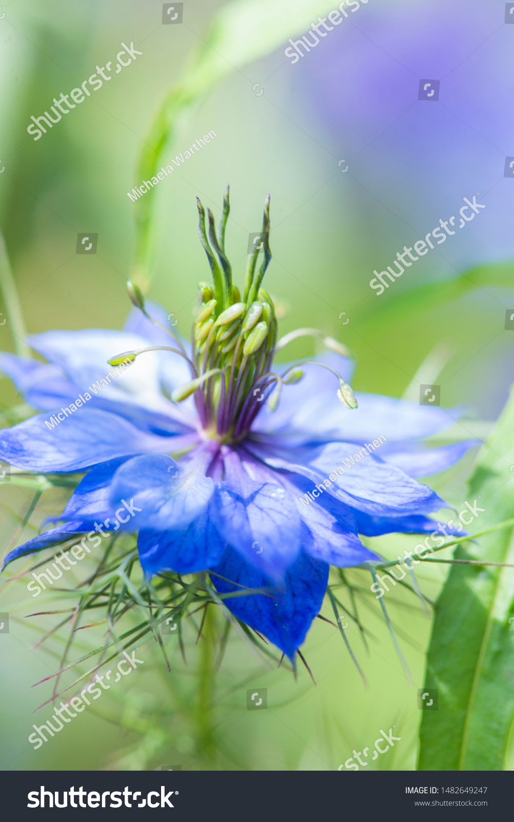 Loveinthemist Flower Roman Coriander Flower Wild Stock Photo Edit Now 1482649247