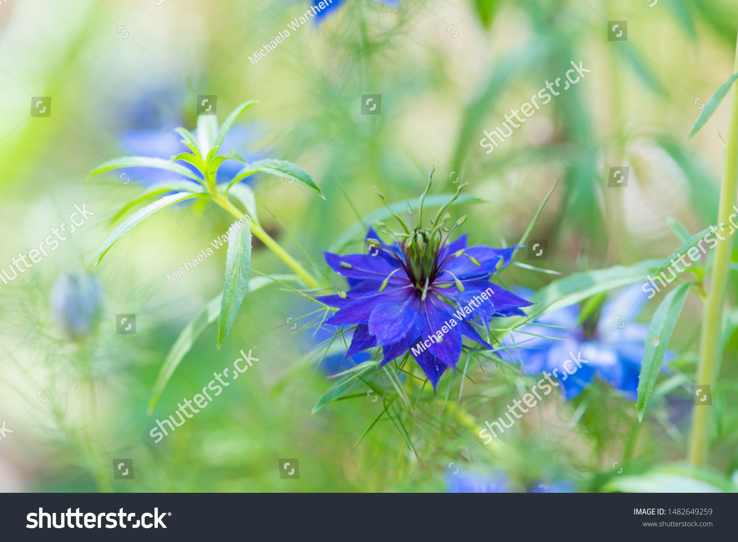 Loveinthemist Flower Roman Coriander Flower Wild Stock Photo Edit Now 1482649259