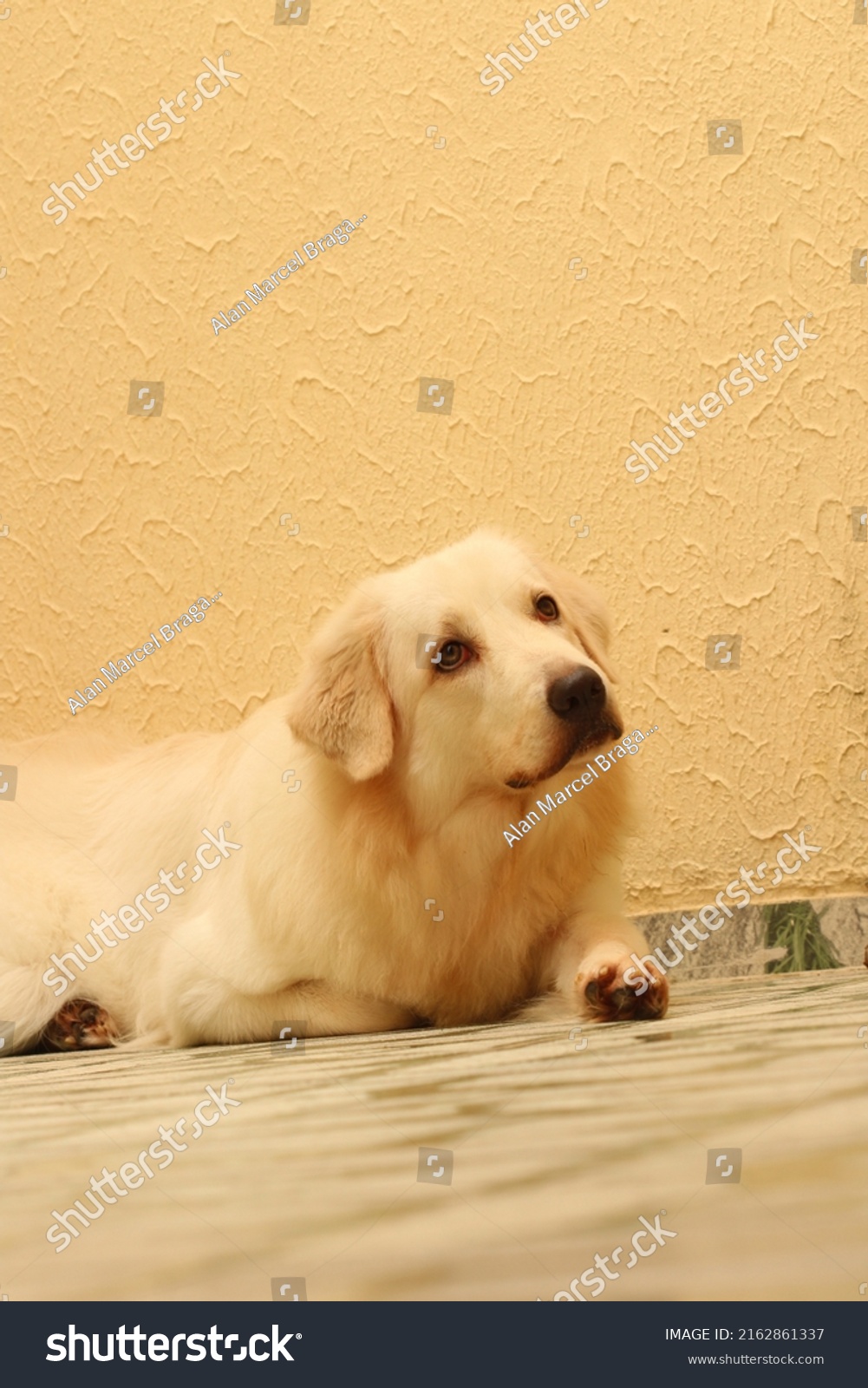 Lovely Dog Lazy Eyes On Floor Stock Photo 2162861337 Shutterstock