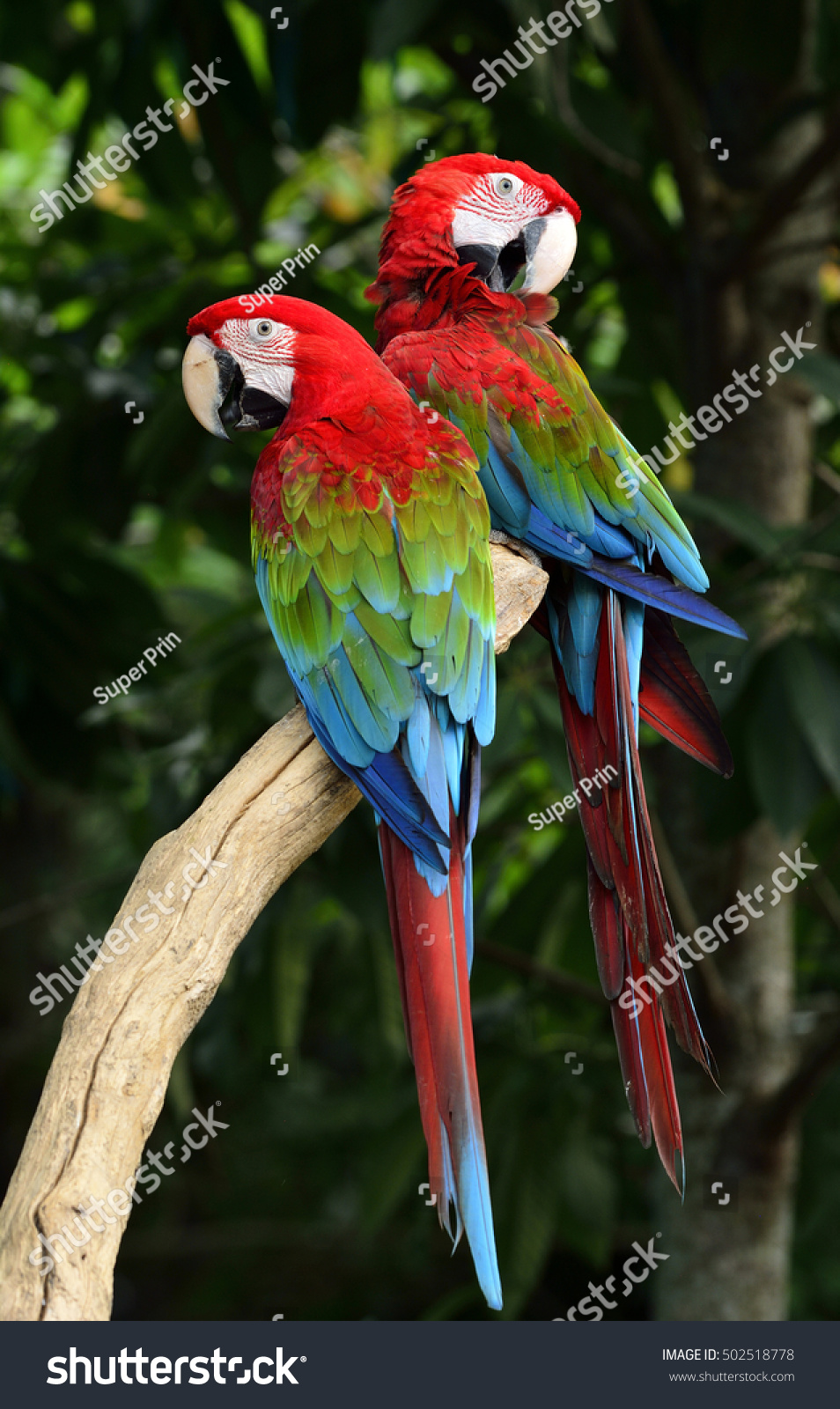 Lovely Pair Greenwinged Macaw Parrot Birds 庫存照片 立刻編輯