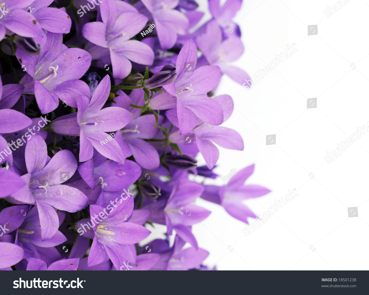 Lovely Purple Flowers Against White Background Stock Photo 18501238 ...