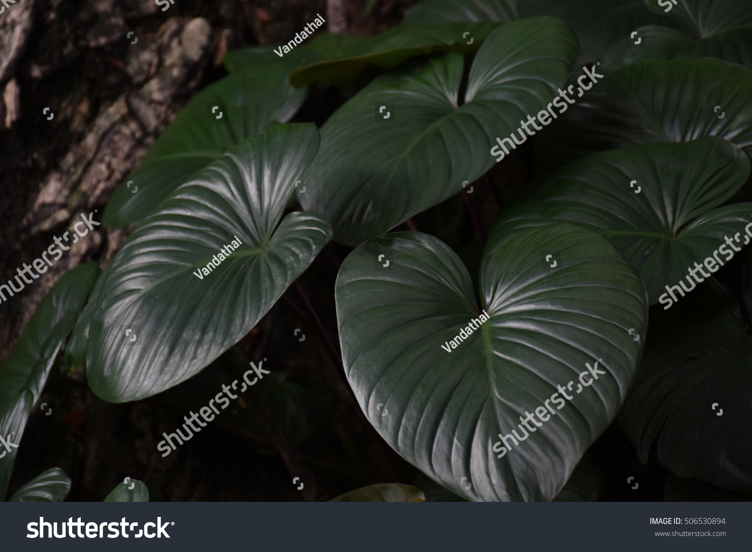 Low Key Lighting Nature Background Green Stock Photo (edit Now) 506530894