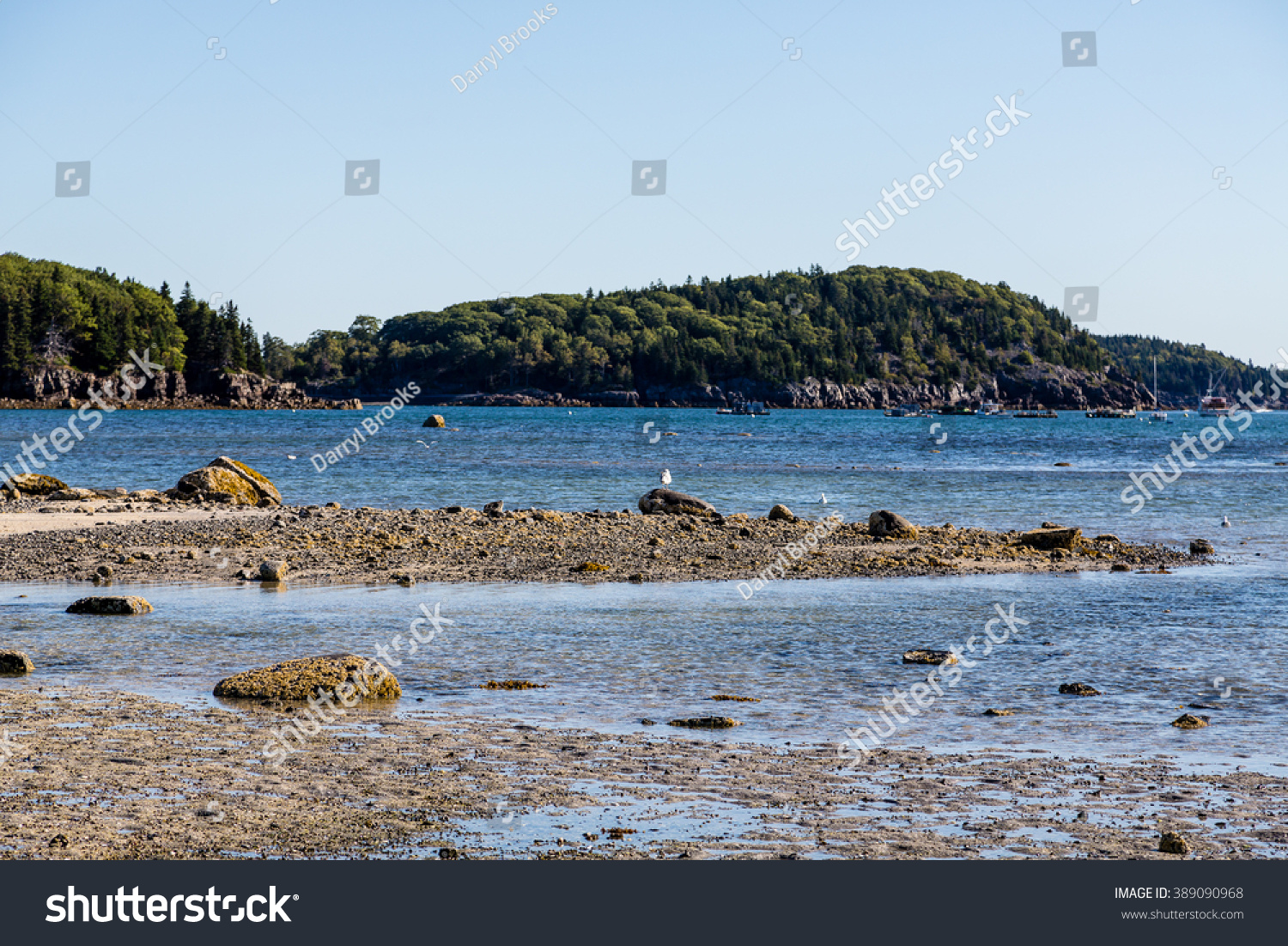 Low Tide With Tidal Pools Near Bar Harbor Maine Stock Photo 389090968 : Shutterstock