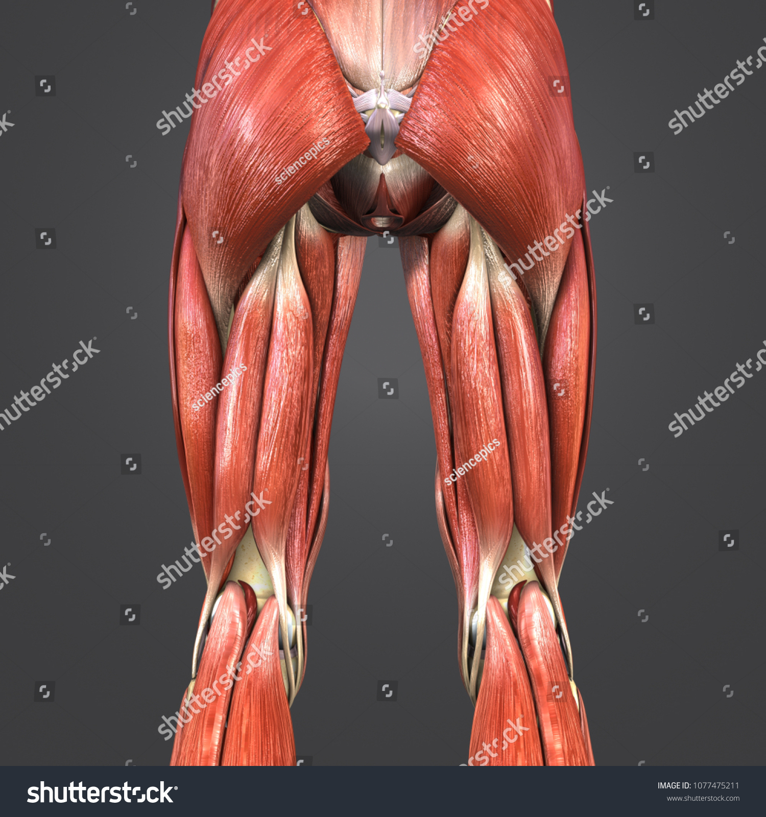 Lower Limbs Muscle Anatomy Skeleton Lymph Stock Illustration 1077475211 ...