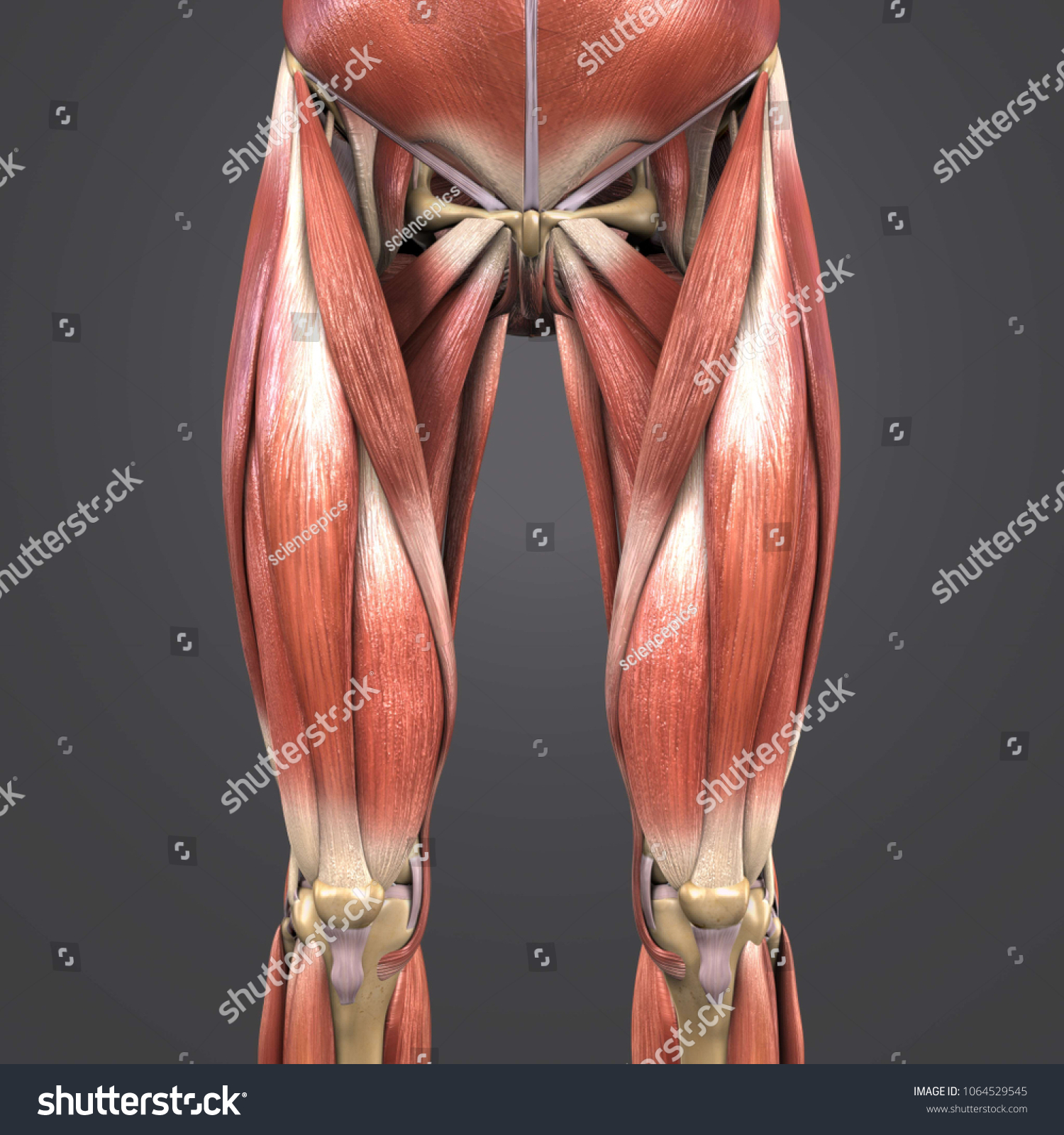 Lower Limbs Muscle Anatomy Skeleton Anterior Stock Illustration 1064529545