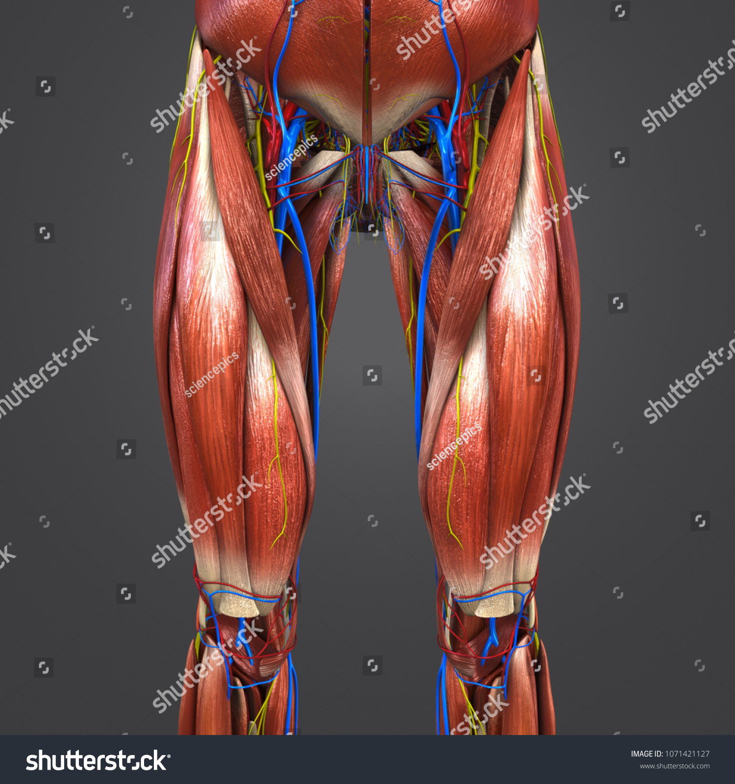 Lower Limbs Muscles Anatomy Arteries Veins Stock Illustration ...