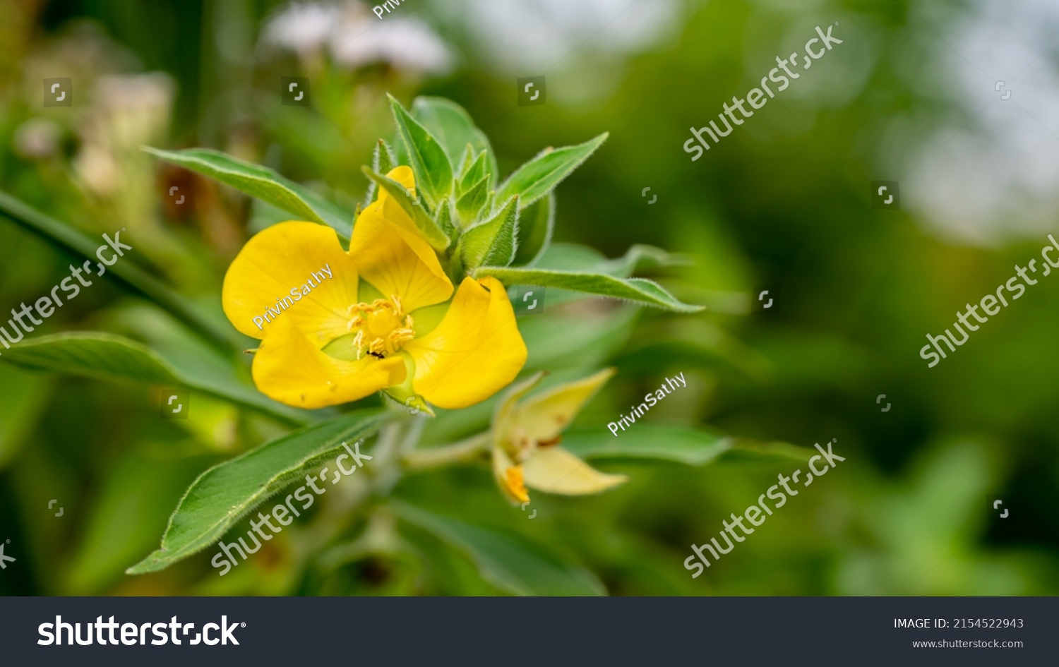 Ludwigia Peruviana Common Names Peruvian Primrosewillow Stock Photo