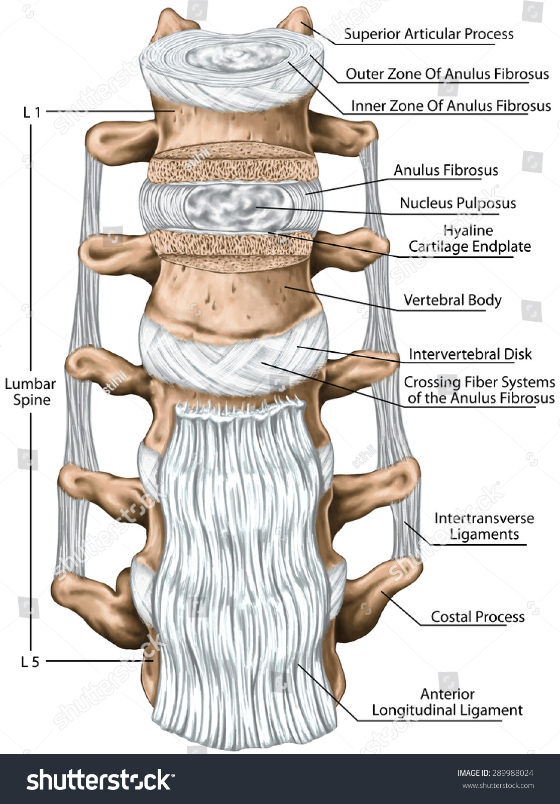Spinal Ligaments Anatomy Anatomy Diagram Book Images