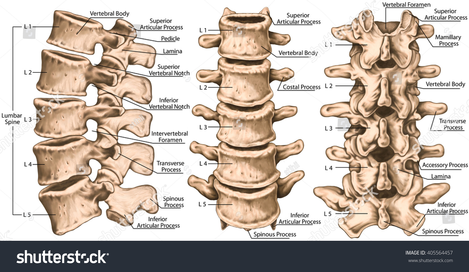 Lumbar Spine Structure Vertebral Bones Lumbar Stock