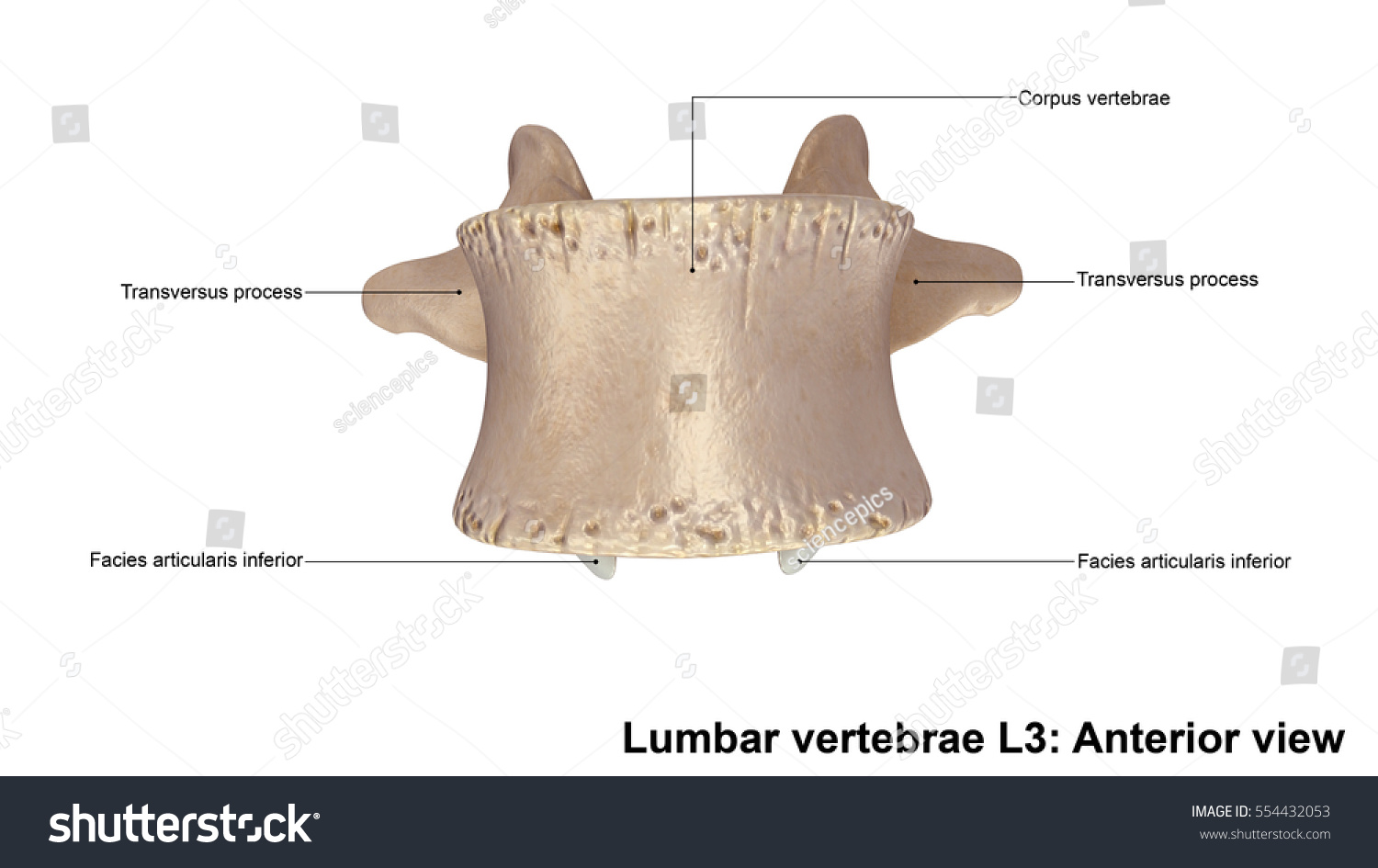 Lumbar Vertebrae L3 Anterior View 3d Stock Illustration 554432053