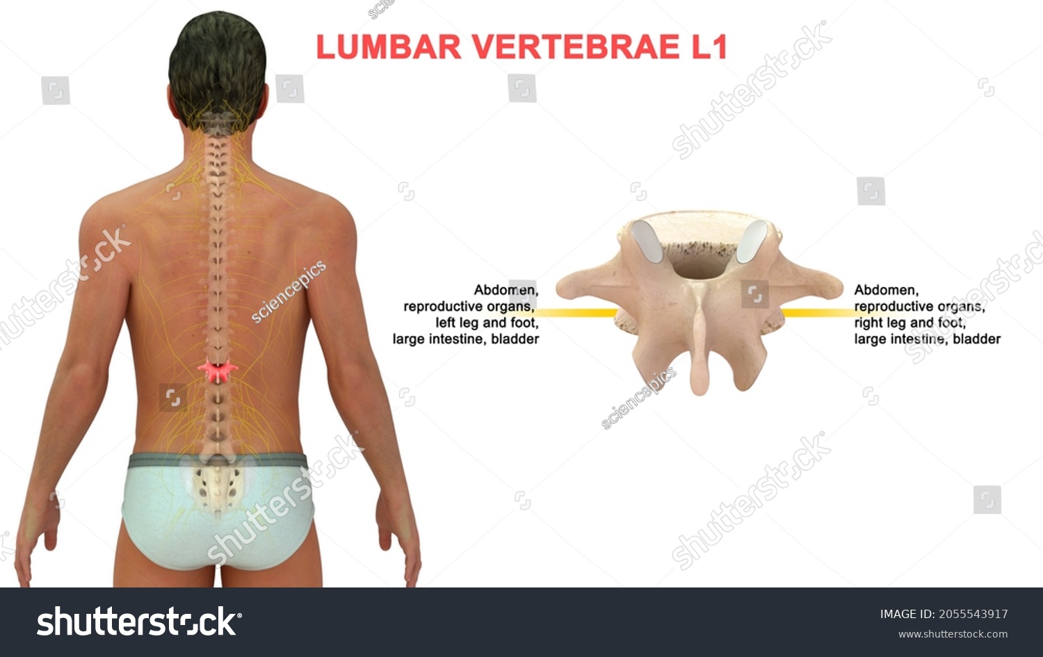 Lumbar Vertebrae L1 Bone Anatomy Labeled Stock Illustration 2055543917