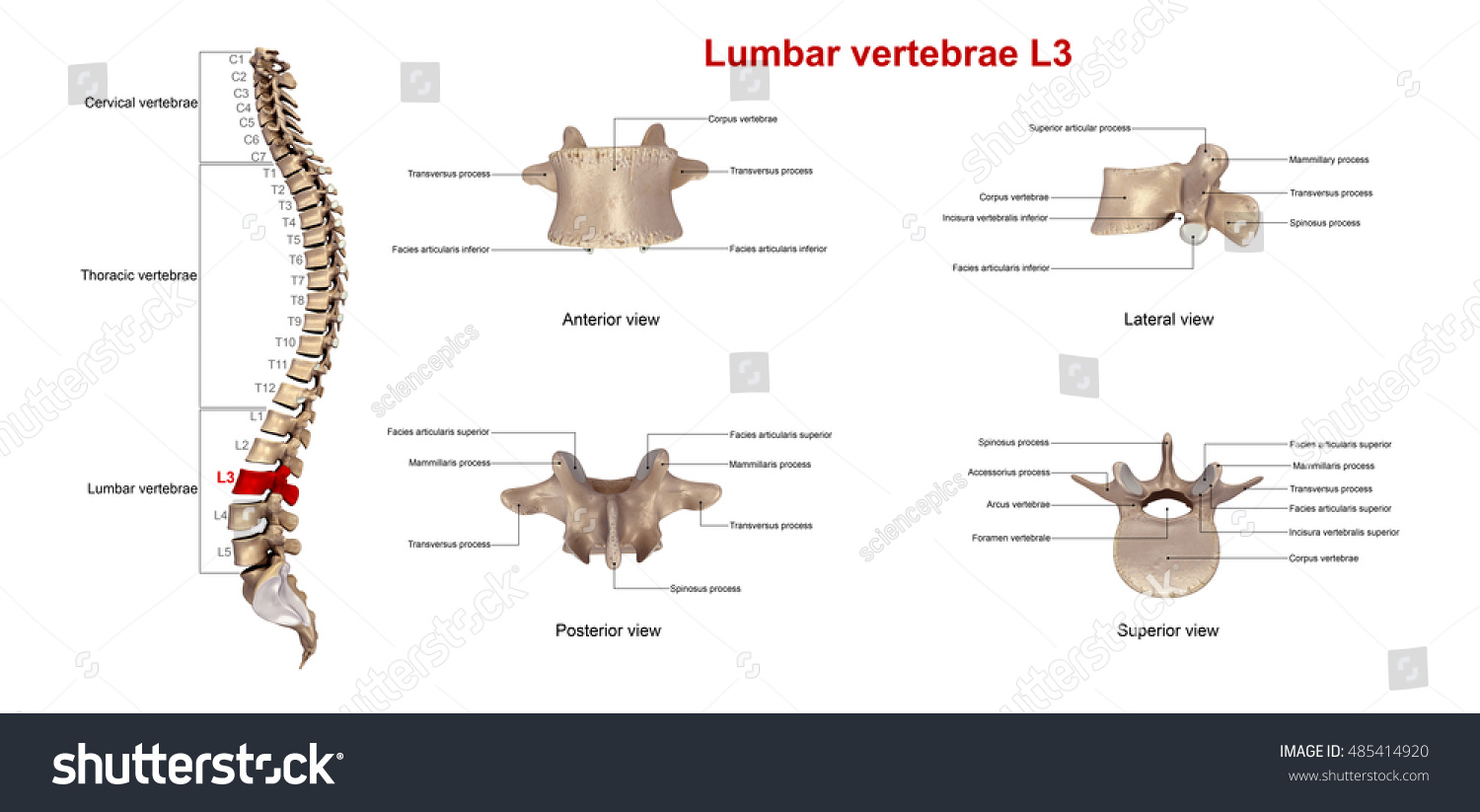 Lumbar Vertebrae L3 3d Illustration Stock Illustration 485414920 ...