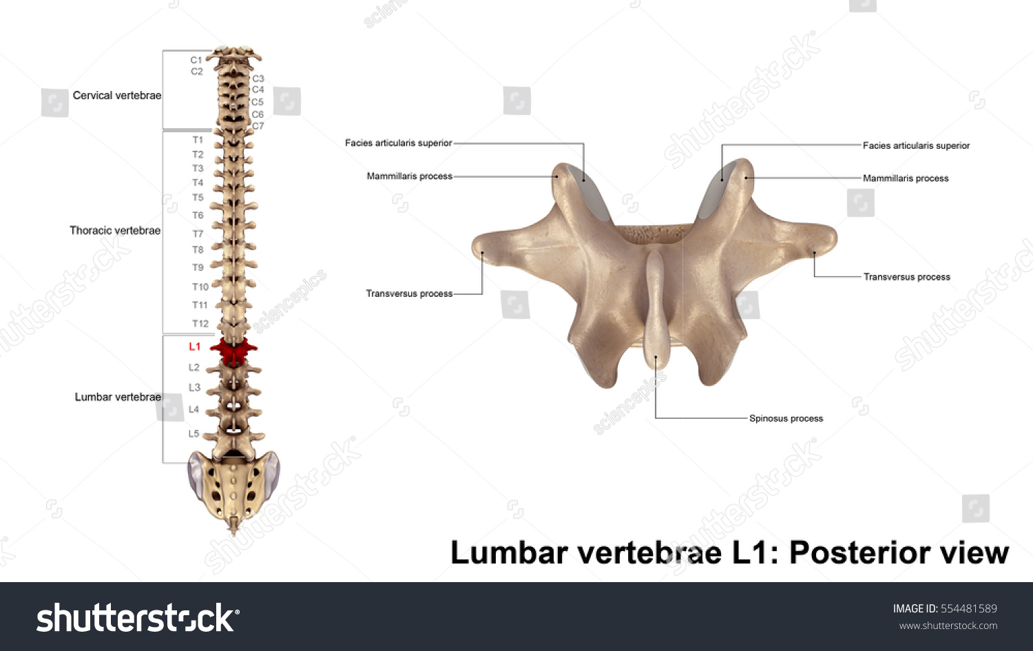 Lumbar Vertebrae L1 Posterior View 3d Stock Illustration 554481589 ...