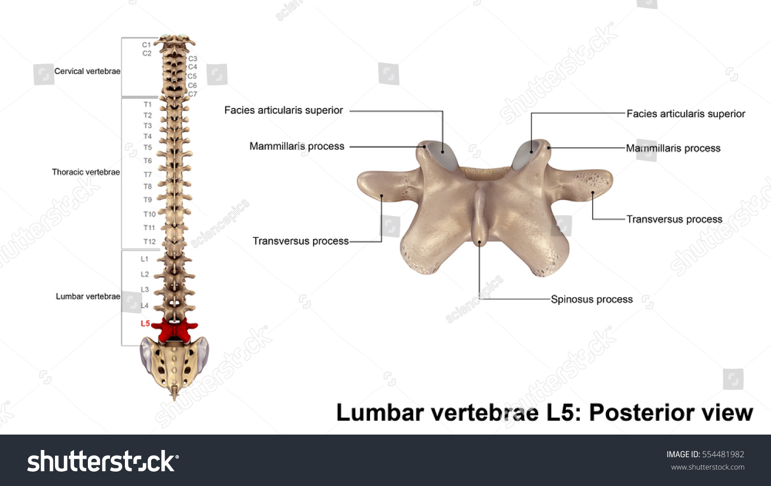 Lumbar Vertebrae L5 Posterior View 3d Stock Illustration 554481982 ...