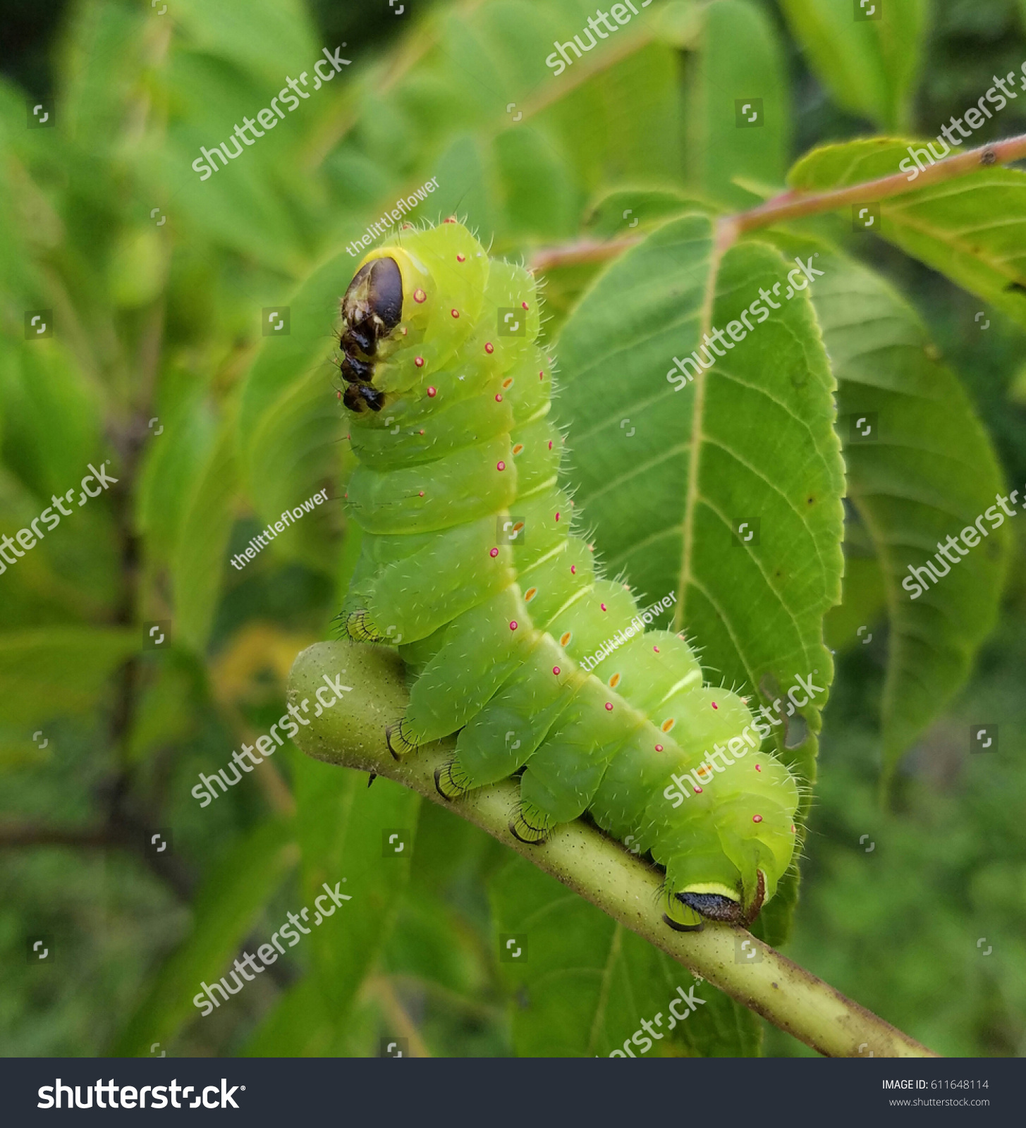 694 Luna moth caterpillar Images, Stock Photos & Vectors | Shutterstock