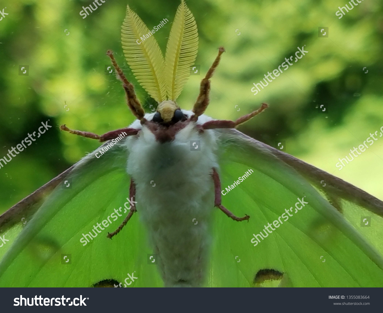 Luna Moth Close Stock Photo Edit Now Luna Moth Close Stock Photo Edit Now