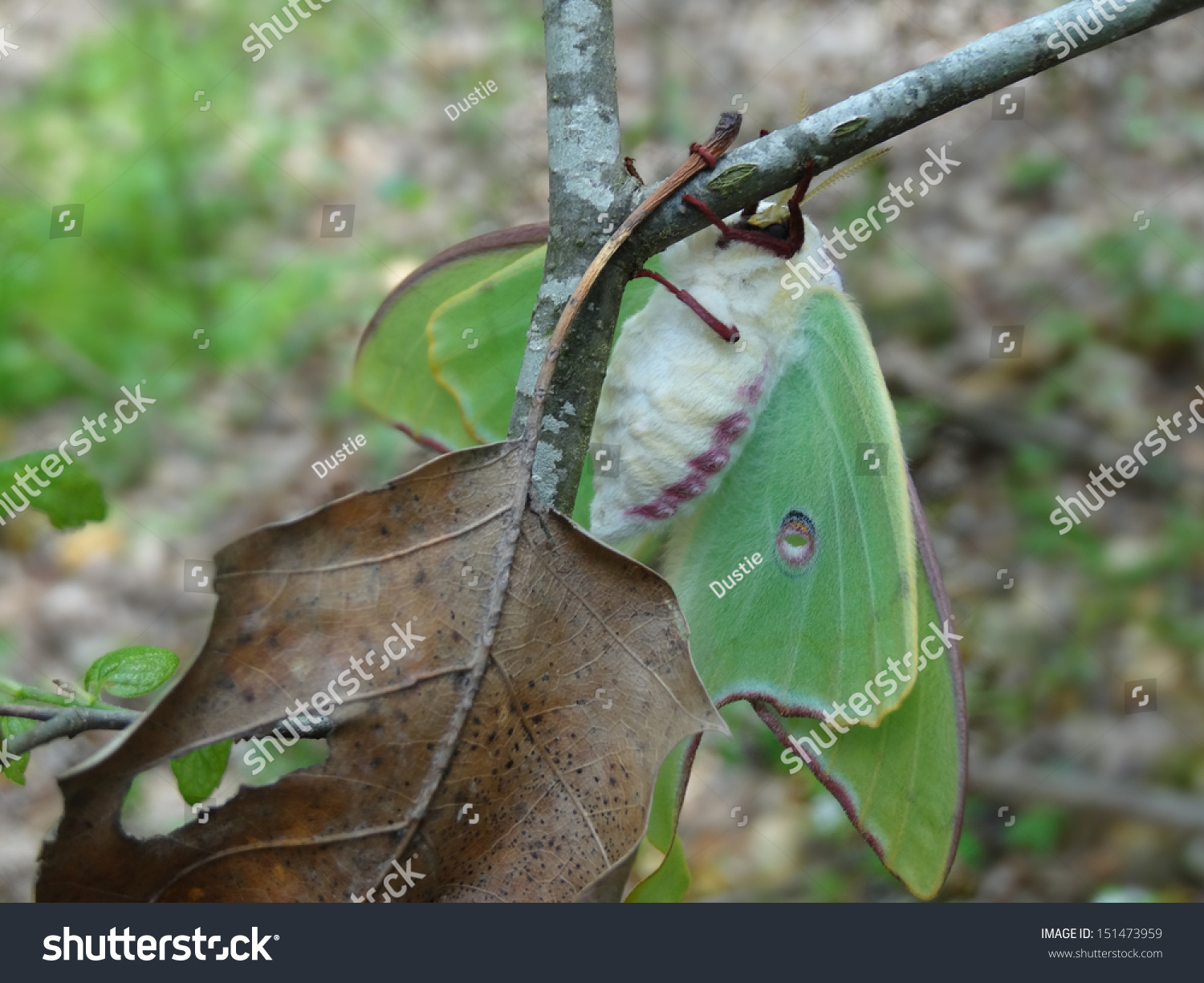 Luna Moth Newly Emerged Cocoon Clings Stock Photo Edit Now