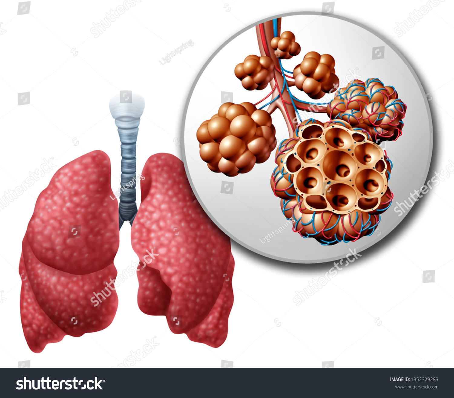 944 Pulmonary alveolus Images, Stock Photos & Vectors | Shutterstock