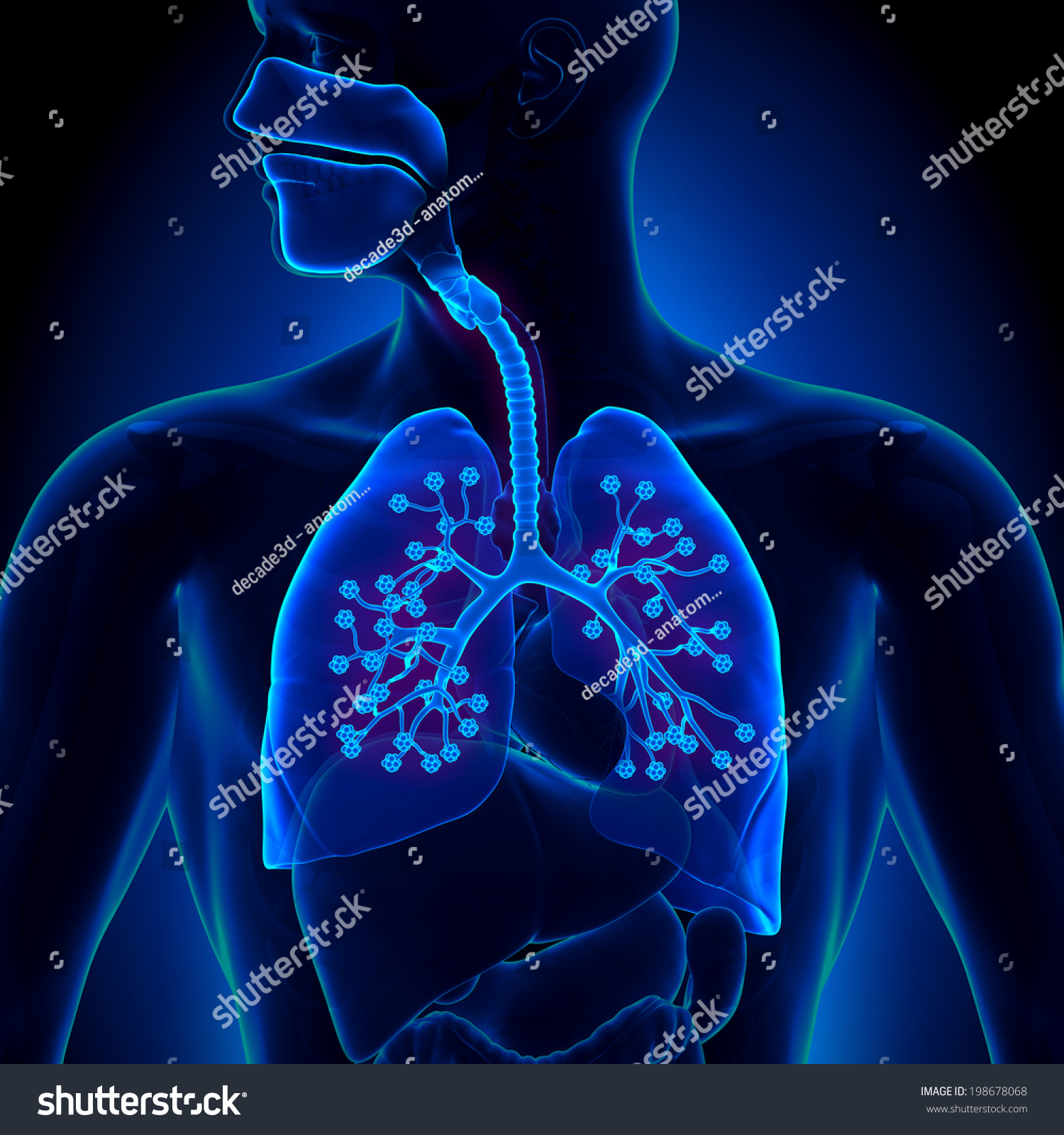 Lungs Anatomy - With Detailed Alveoli Stock Photo 198678068 : Shutterstock