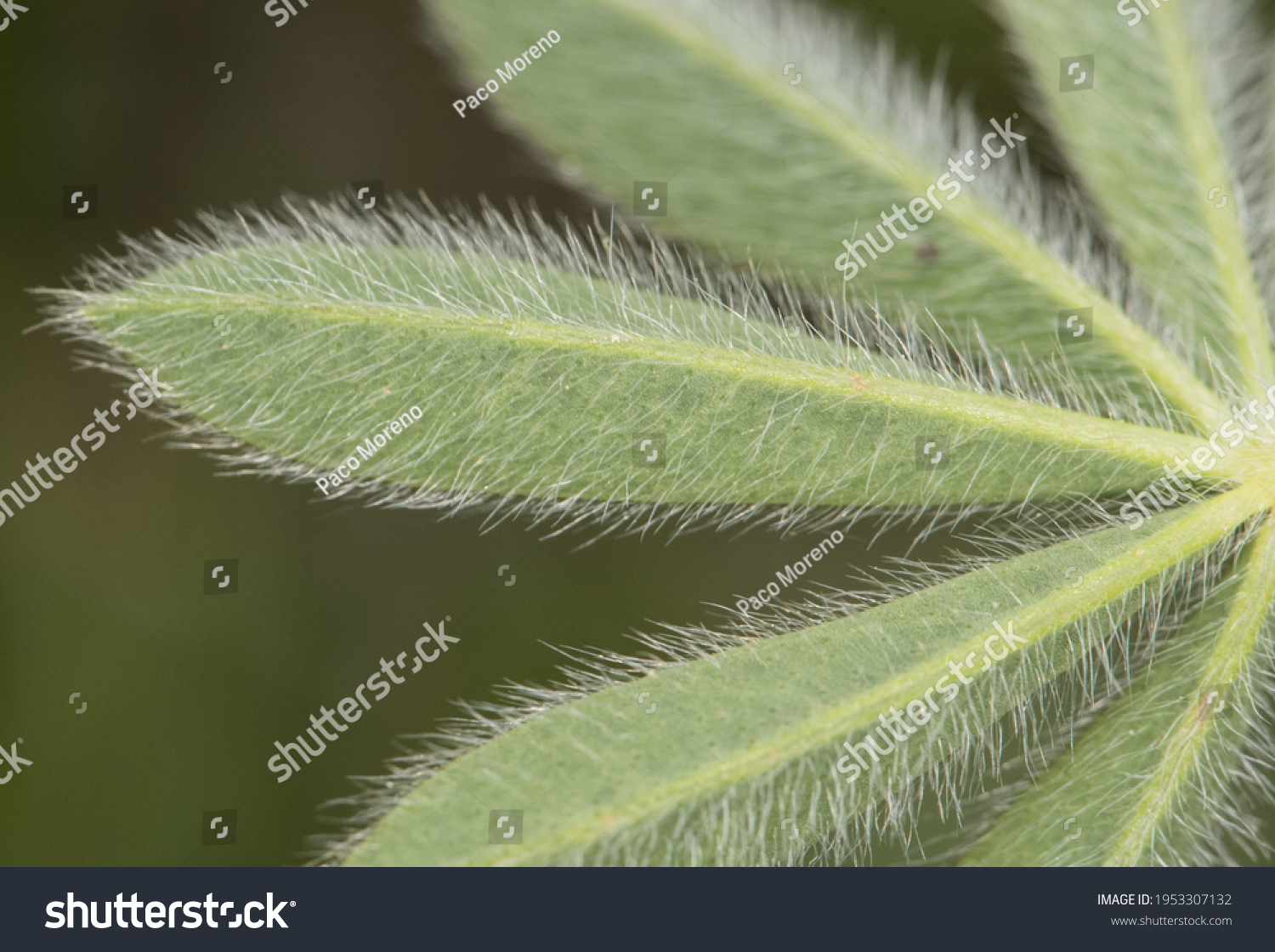 83-529-hairy-leaves-images-stock-photos-vectors-shutterstock