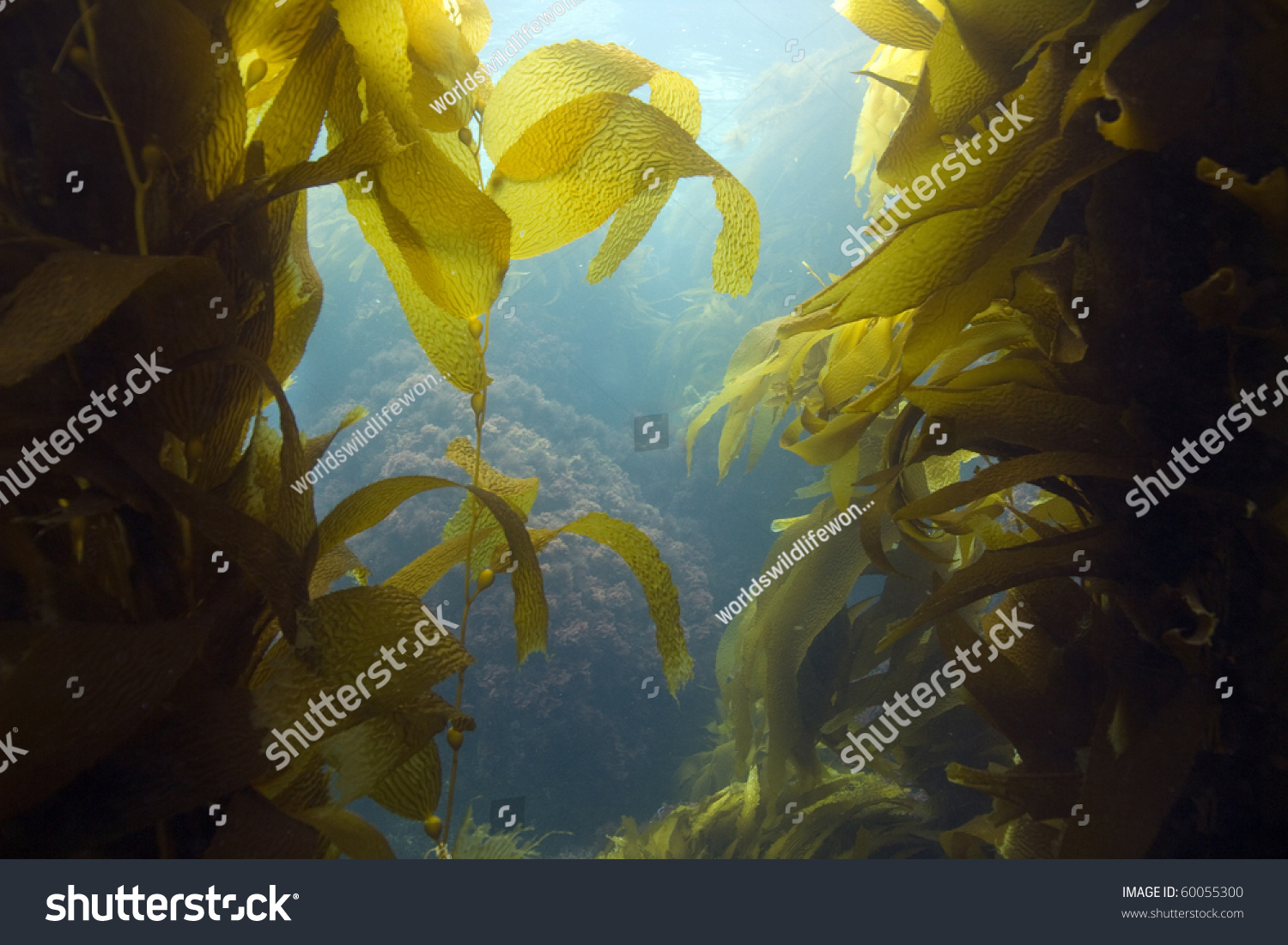 7,893 Pacific ocean seaweed Images, Stock Photos & Vectors | Shutterstock