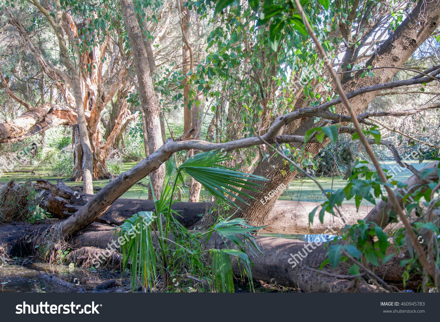 Lush Greenery Secret Garden Landscape Careniup Stock Photo Edit